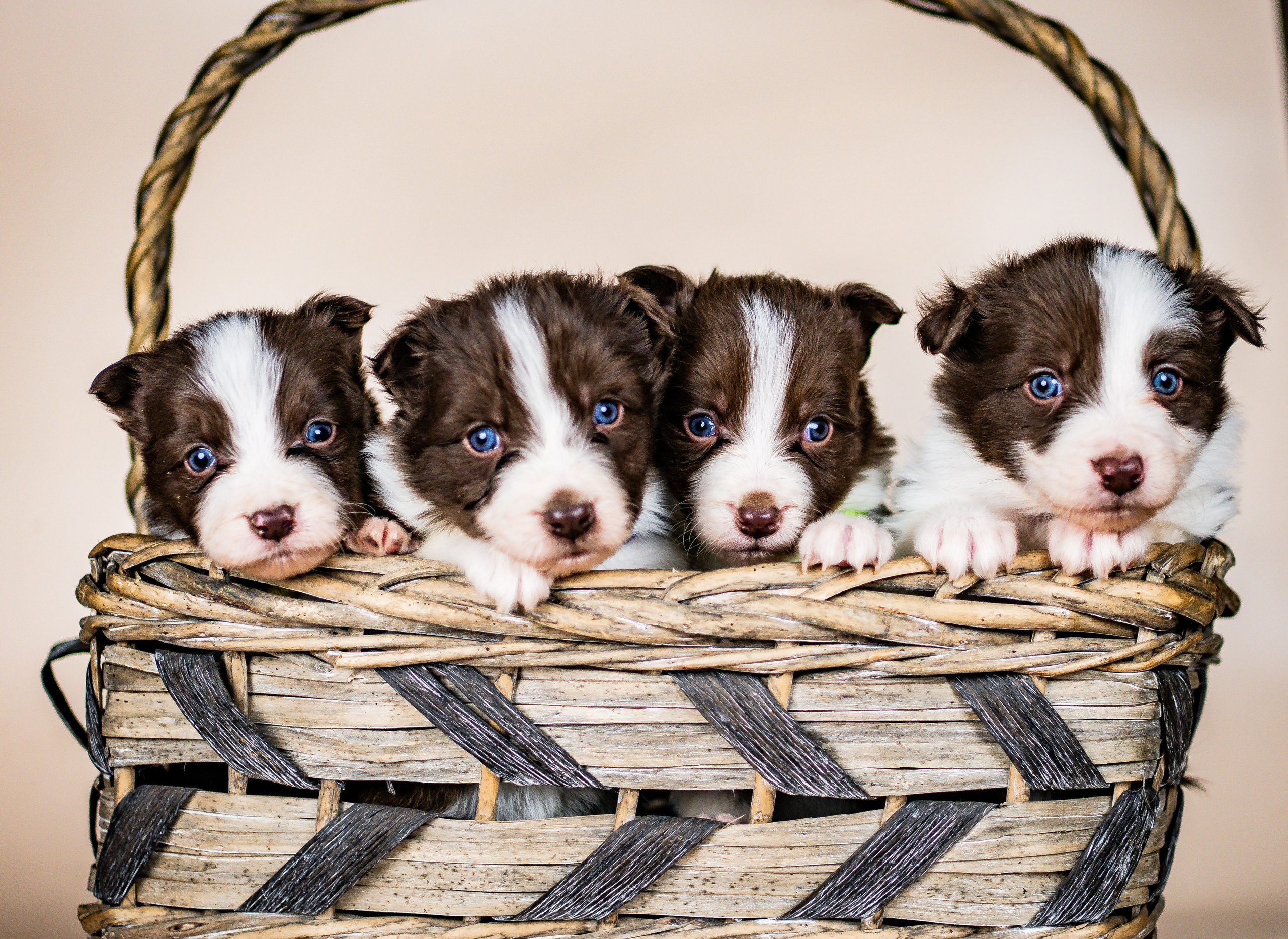 Фритсвит. Семейный фотограф Ефремова Виктория