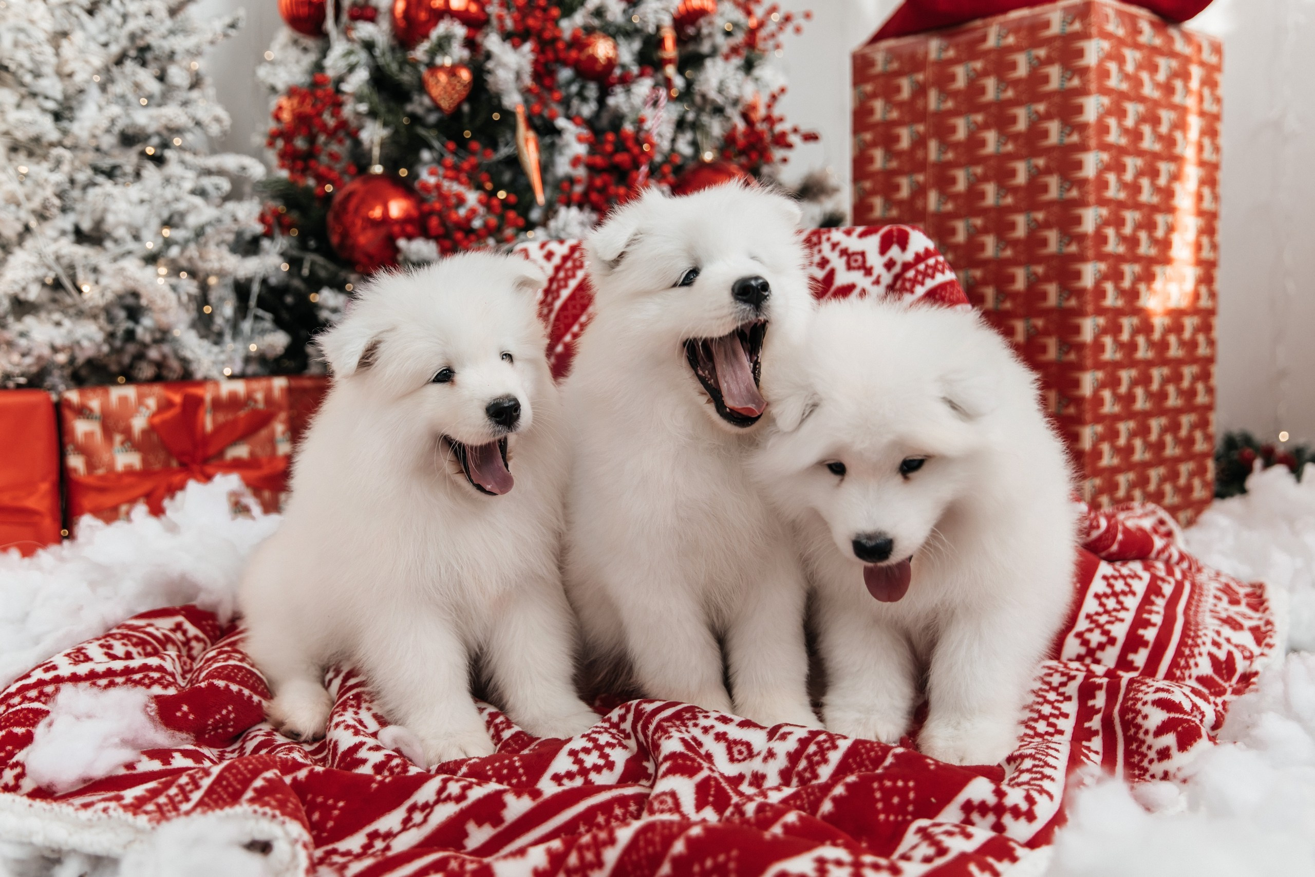 Помет «Г» 02.09.2025. Самоед Новосибирск