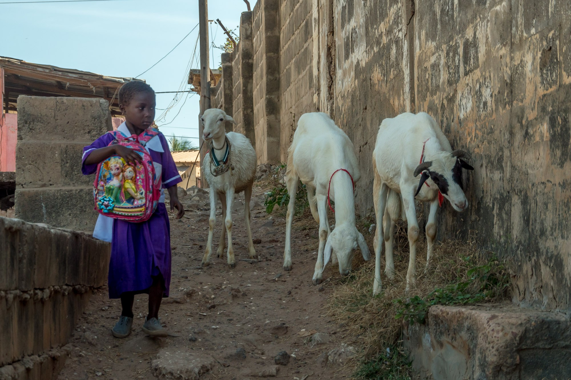 Путешествие по Гамбии (Западная Африка).Traveling in Gambia (West Africa.). Фотограф Алексей Скоробогатько