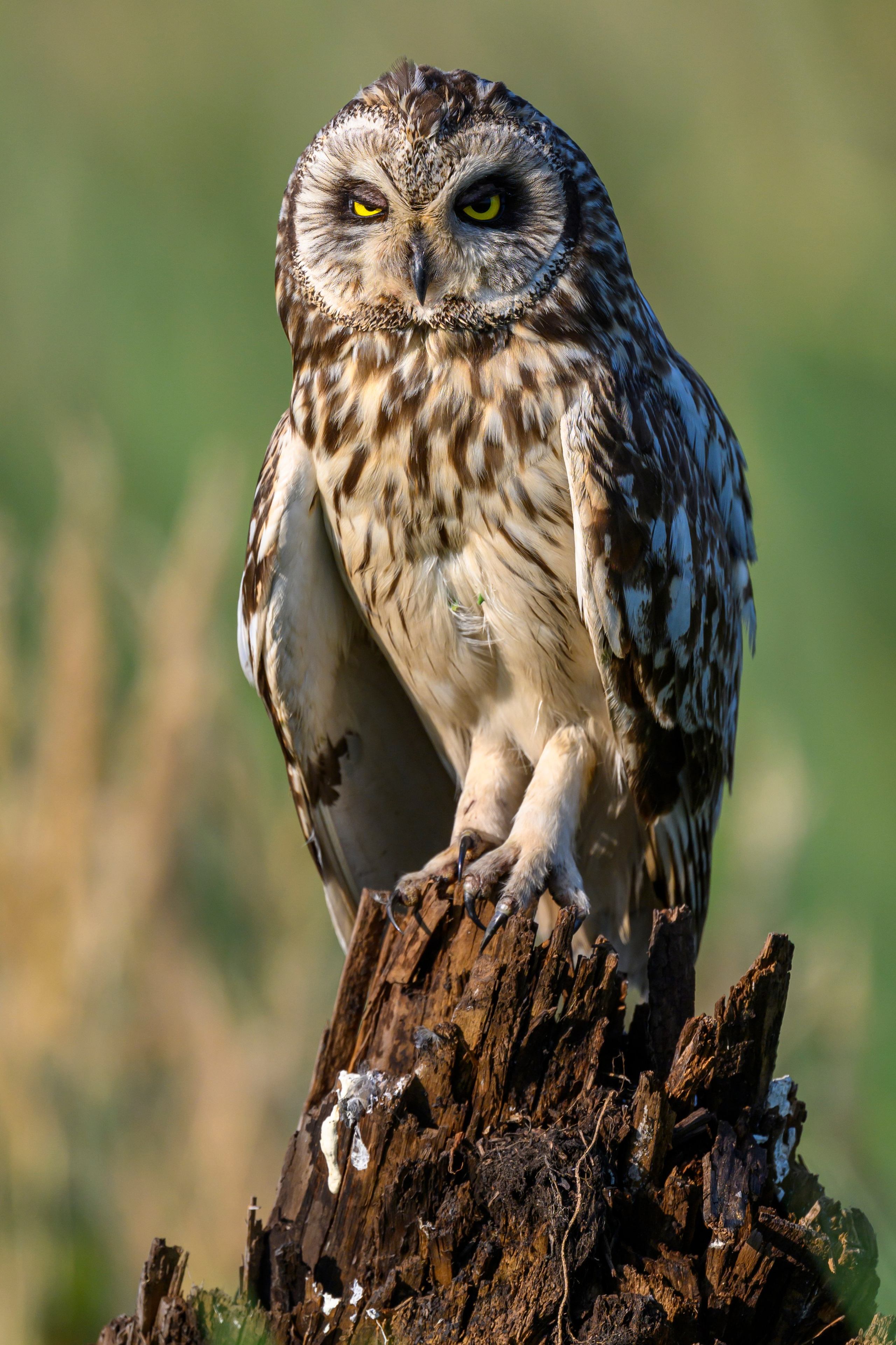 Совы умеют улыбаться. Owl can smile. Wildlife photography by Sergey Puponin