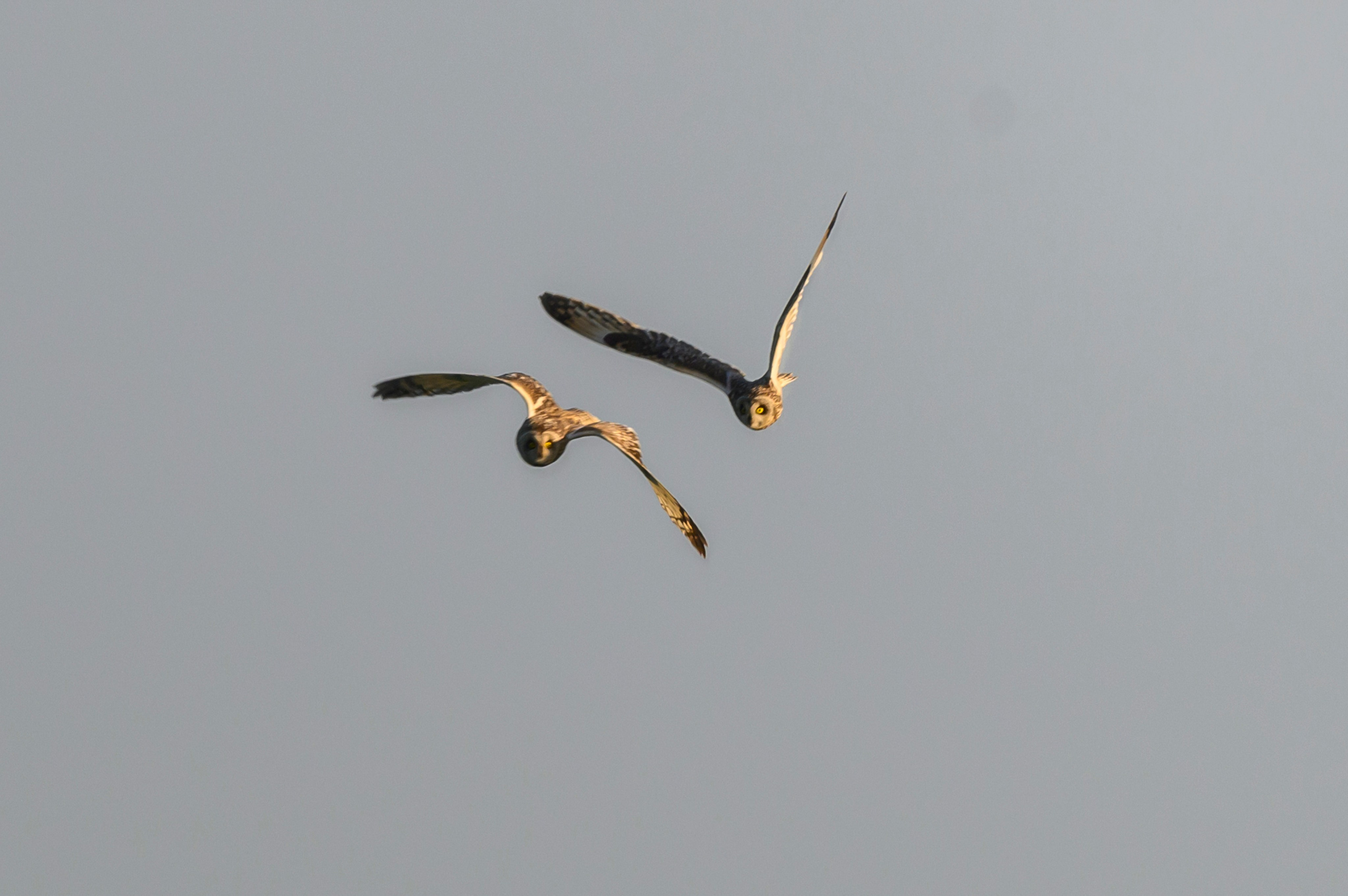 Битва сов и кормление совят. The Owl Battle and Feeding the Nestlings. Фотограф Сергей Пупонин