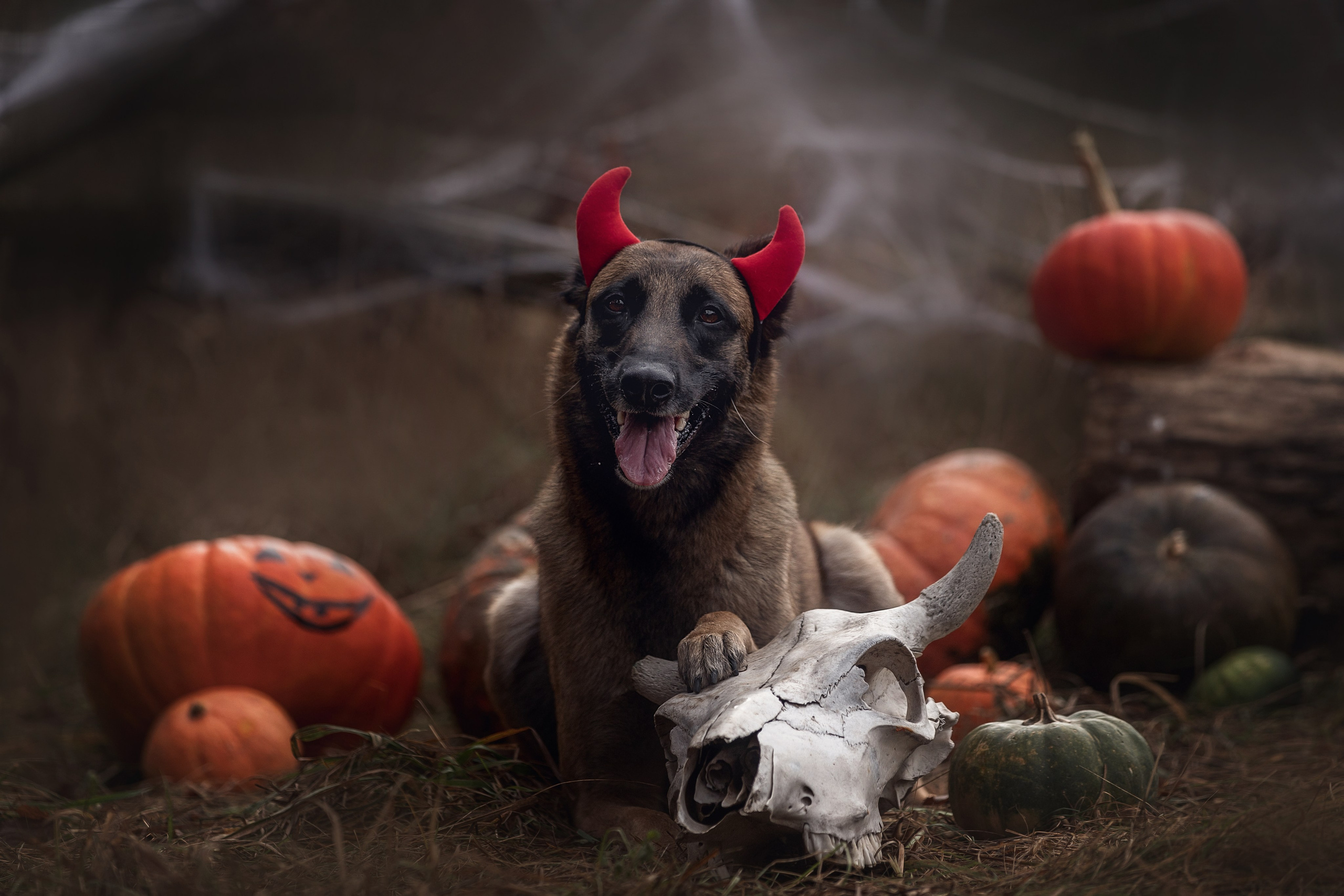 Фотодень «Хэллоуин» 2024. Фотограф-анималист в Калуге Мария Шерскова