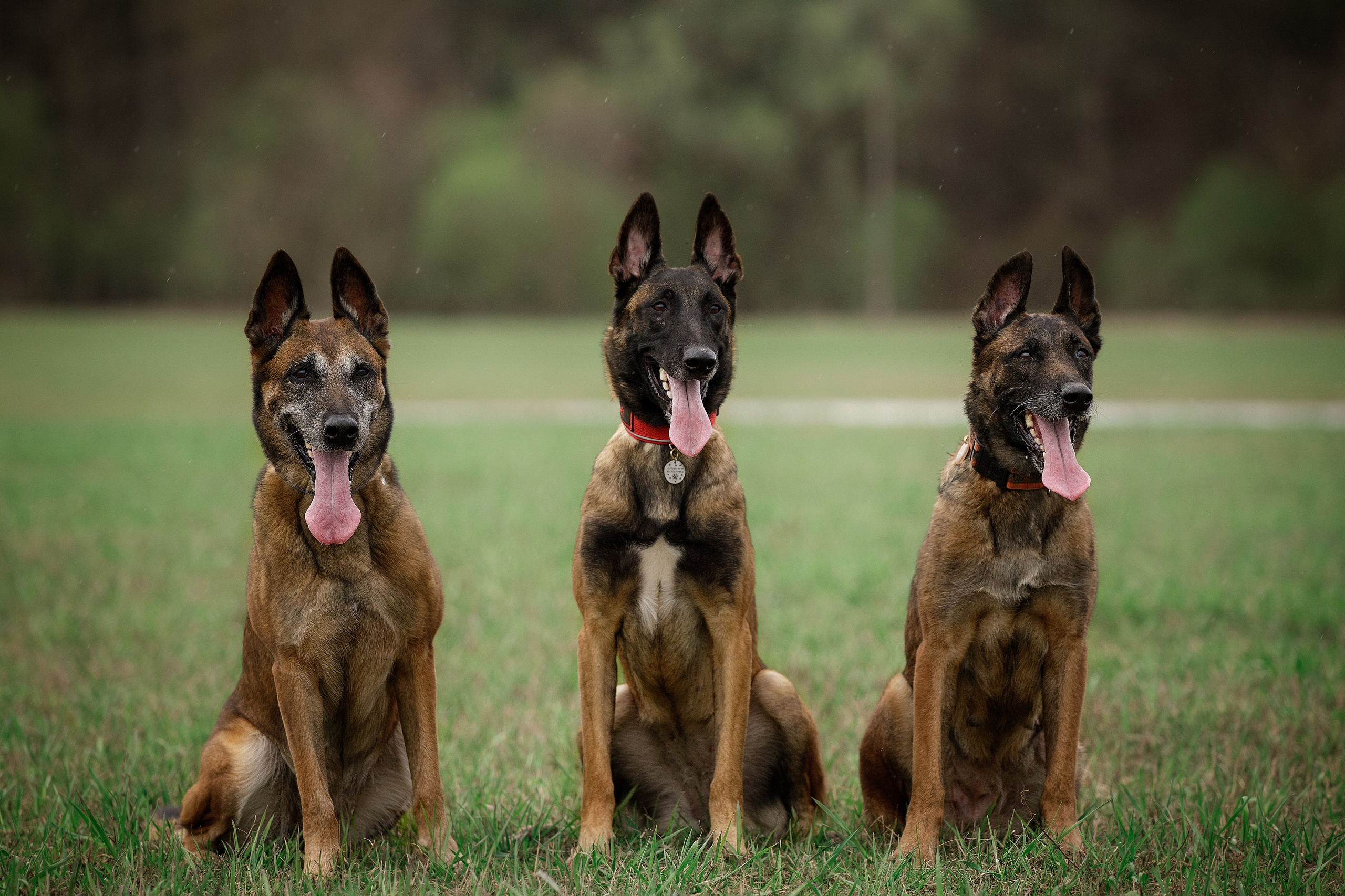 Рапира, Гудди и Вельвет. Фотограф-анималист в Калуге Мария Шерскова
