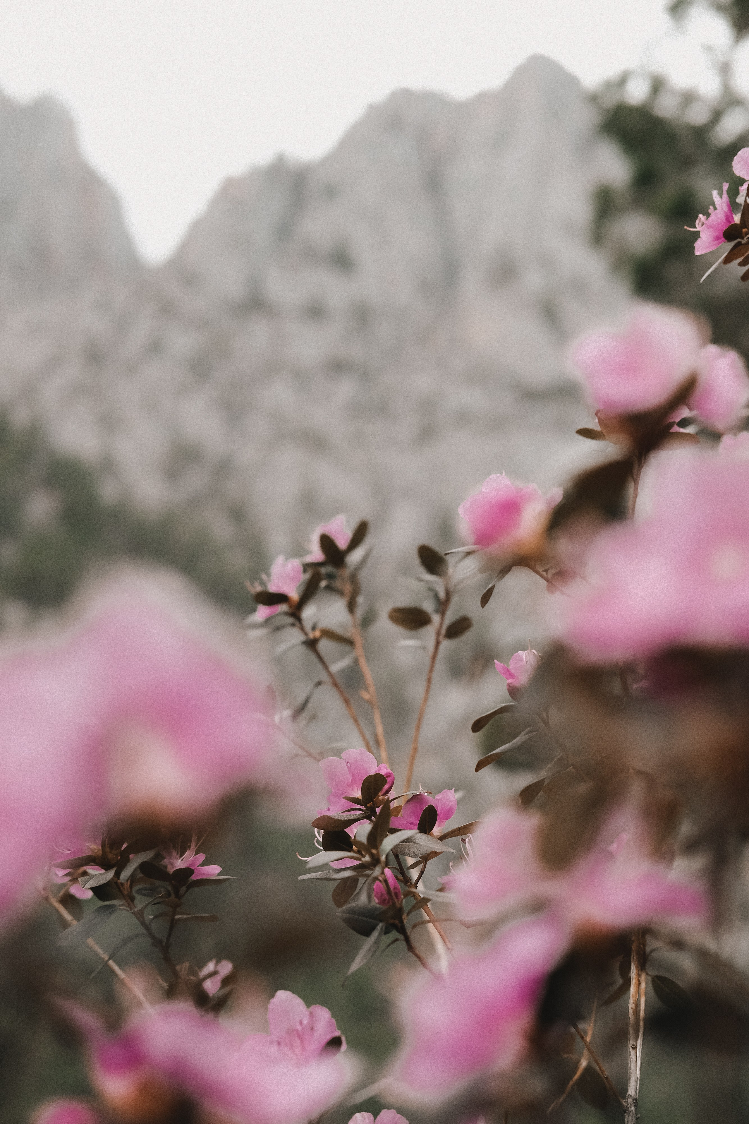 Цветение маральника на Алтае 2026. Фотограф. Алтай