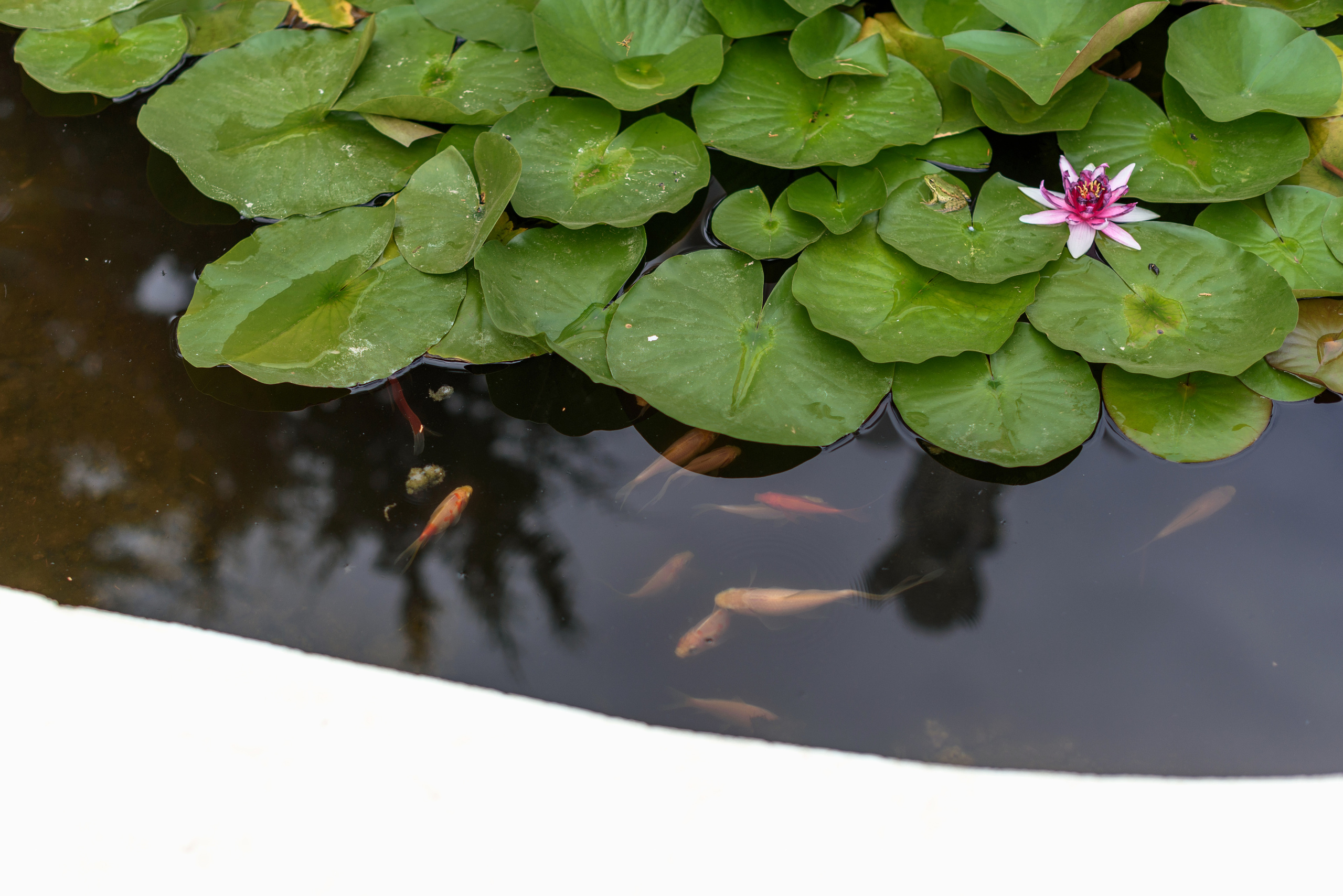 Свадебный фотограф Кузьмина Лилия
