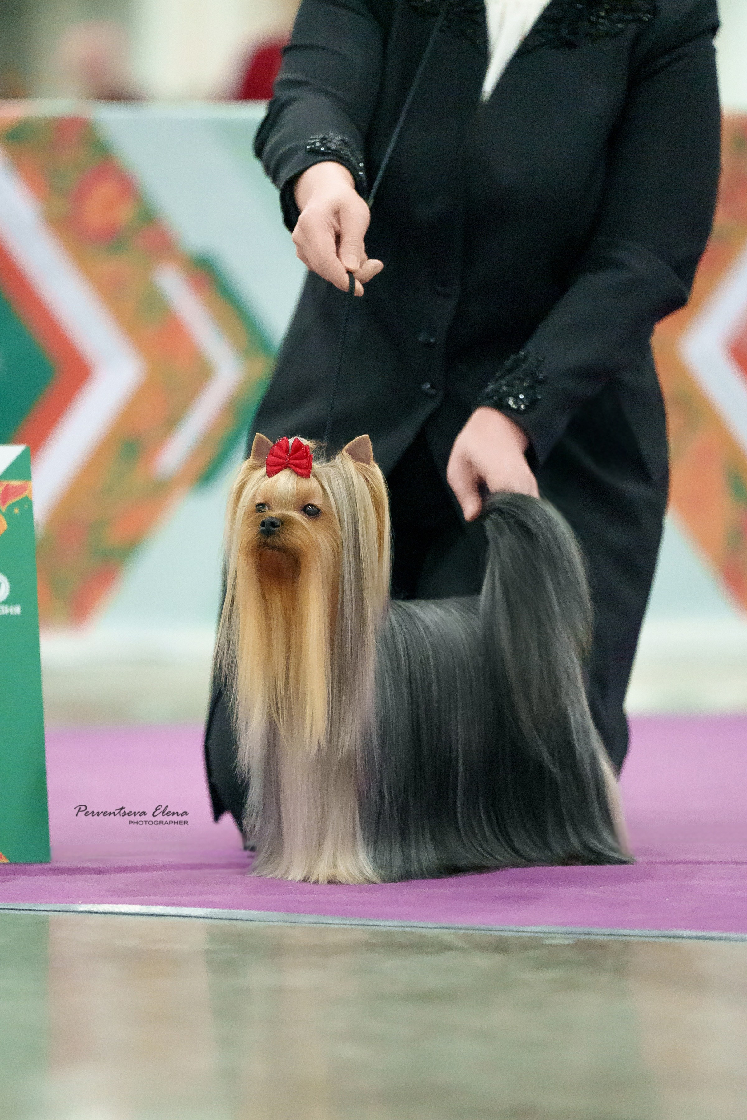 Йоркширский терьер. Выставки. Питомник Воле'Т Шоу Vole'T Shou. Йоркширский терьер — питомник йоркширских терьеров Vole'T Shou