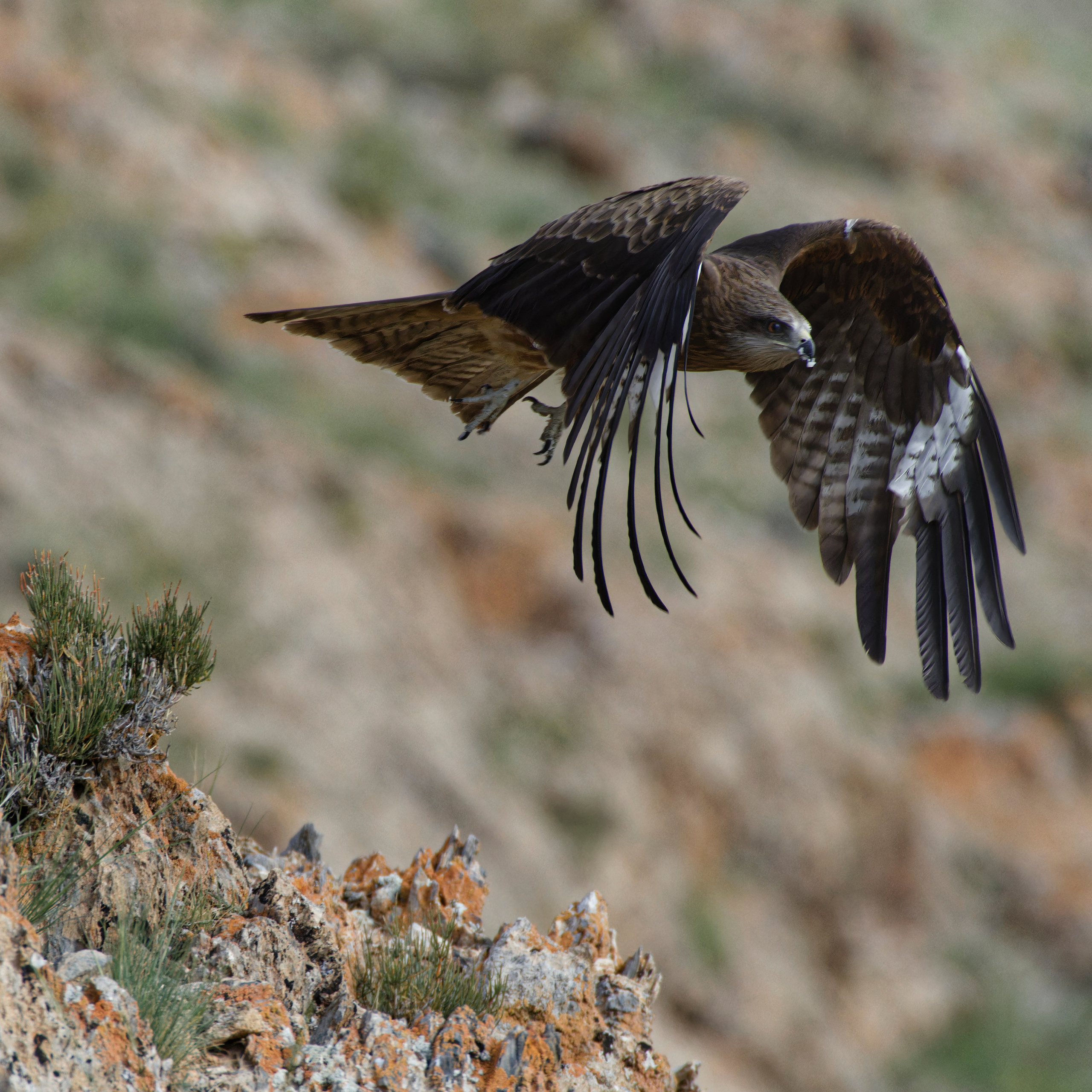 Экспедиция в Монголию (котловина больших озер). Семоха Валерий. Фотограф