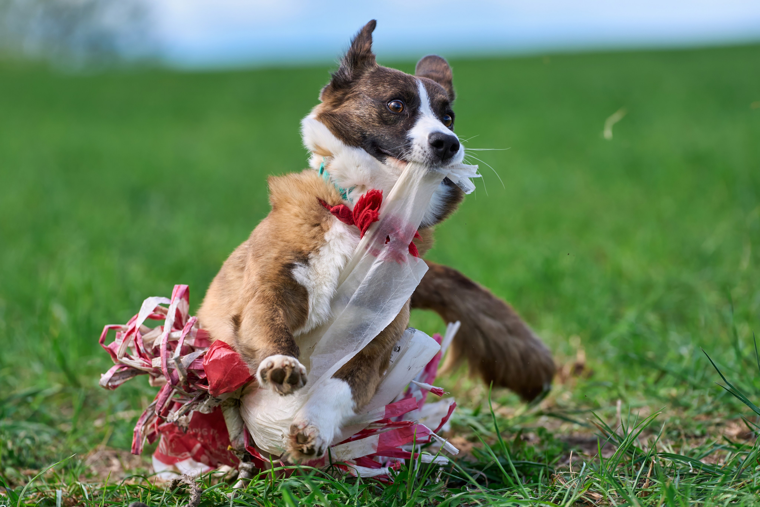 Тренировка по курсингу «на Ярославке». Фотограф-анималист Михаил Манухин