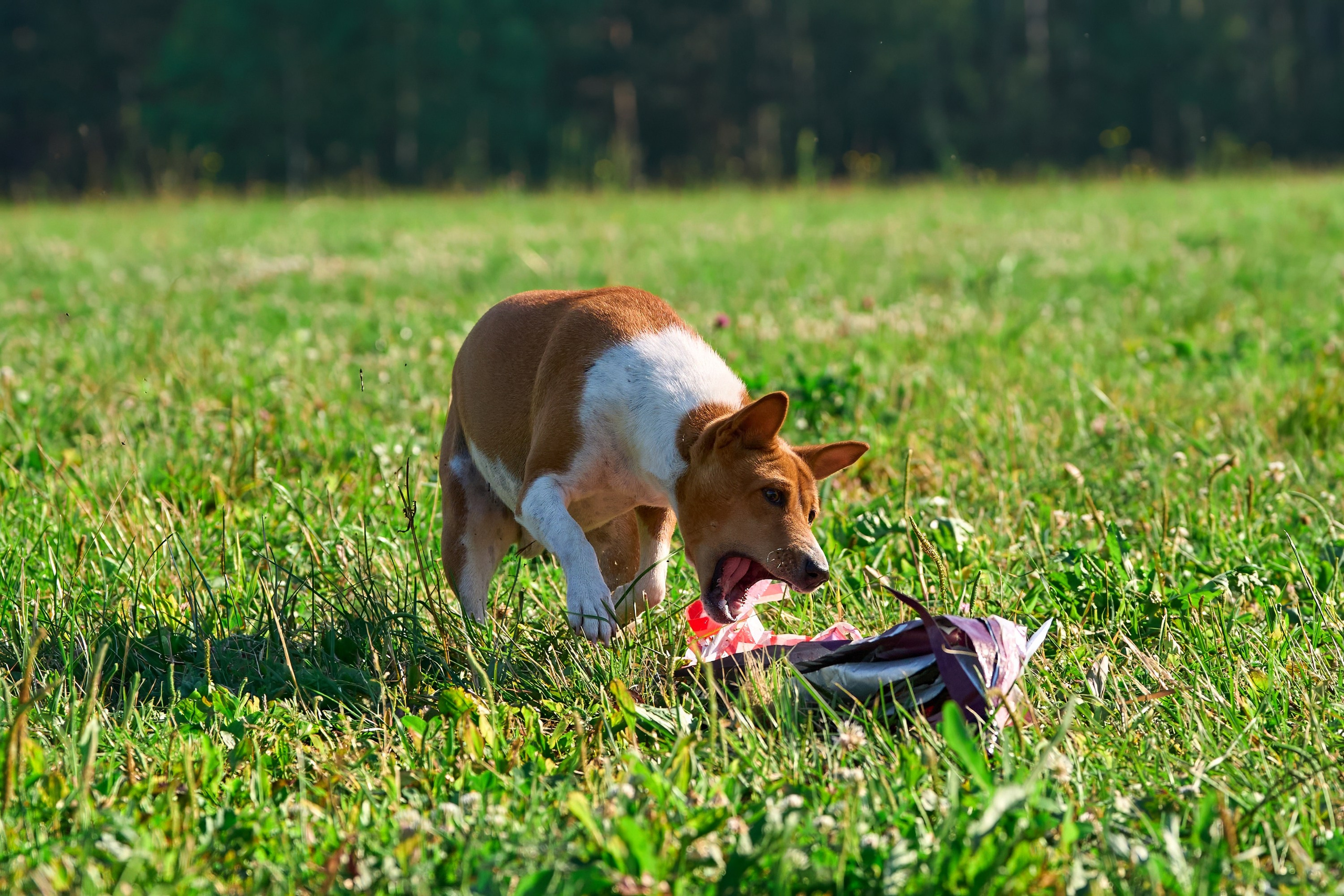 Тренировка по курсингу Донино. Фотограф-анималист Михаил Манухин