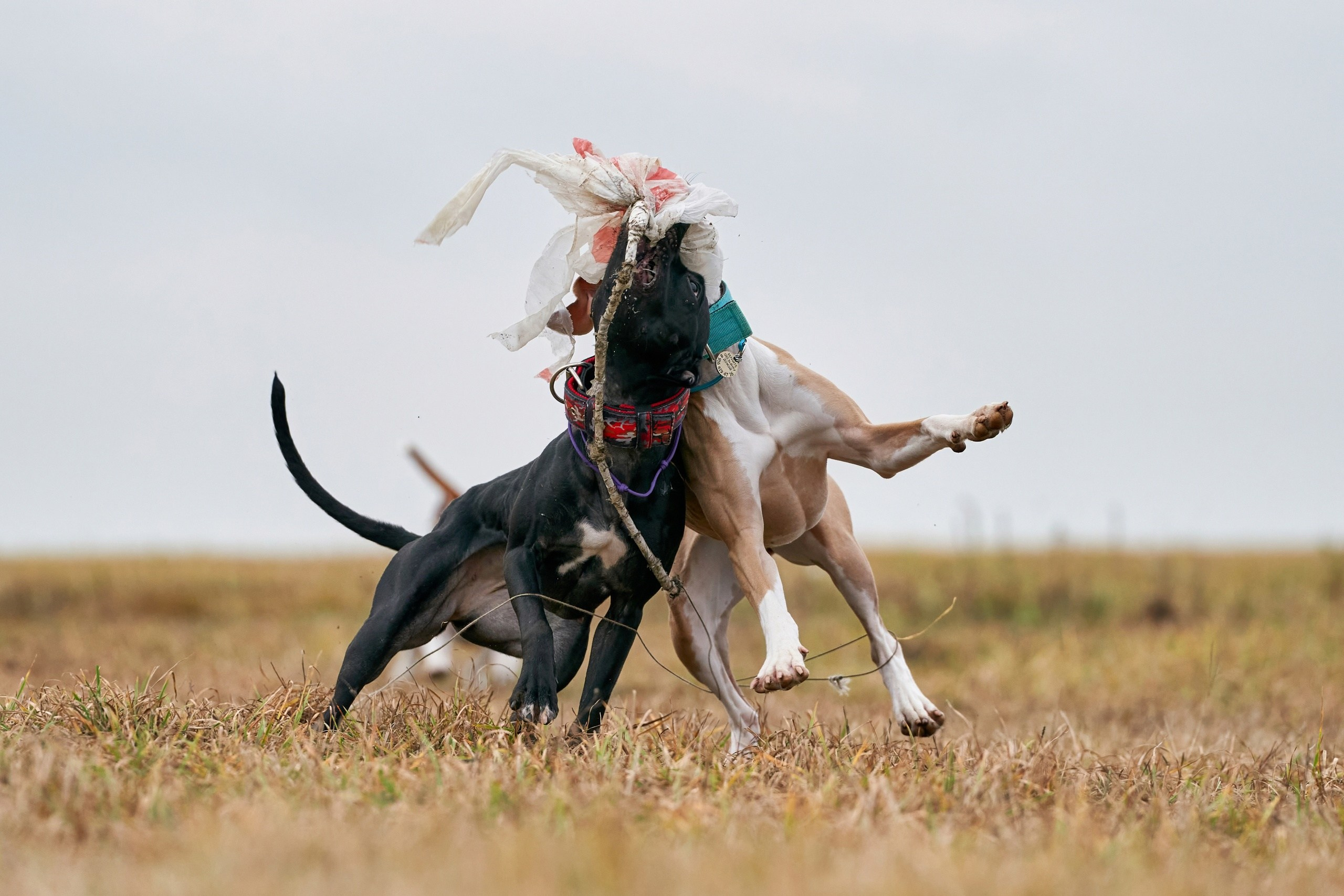 Состязания свор «Тройки». Фотограф-анималист Михаил Манухин