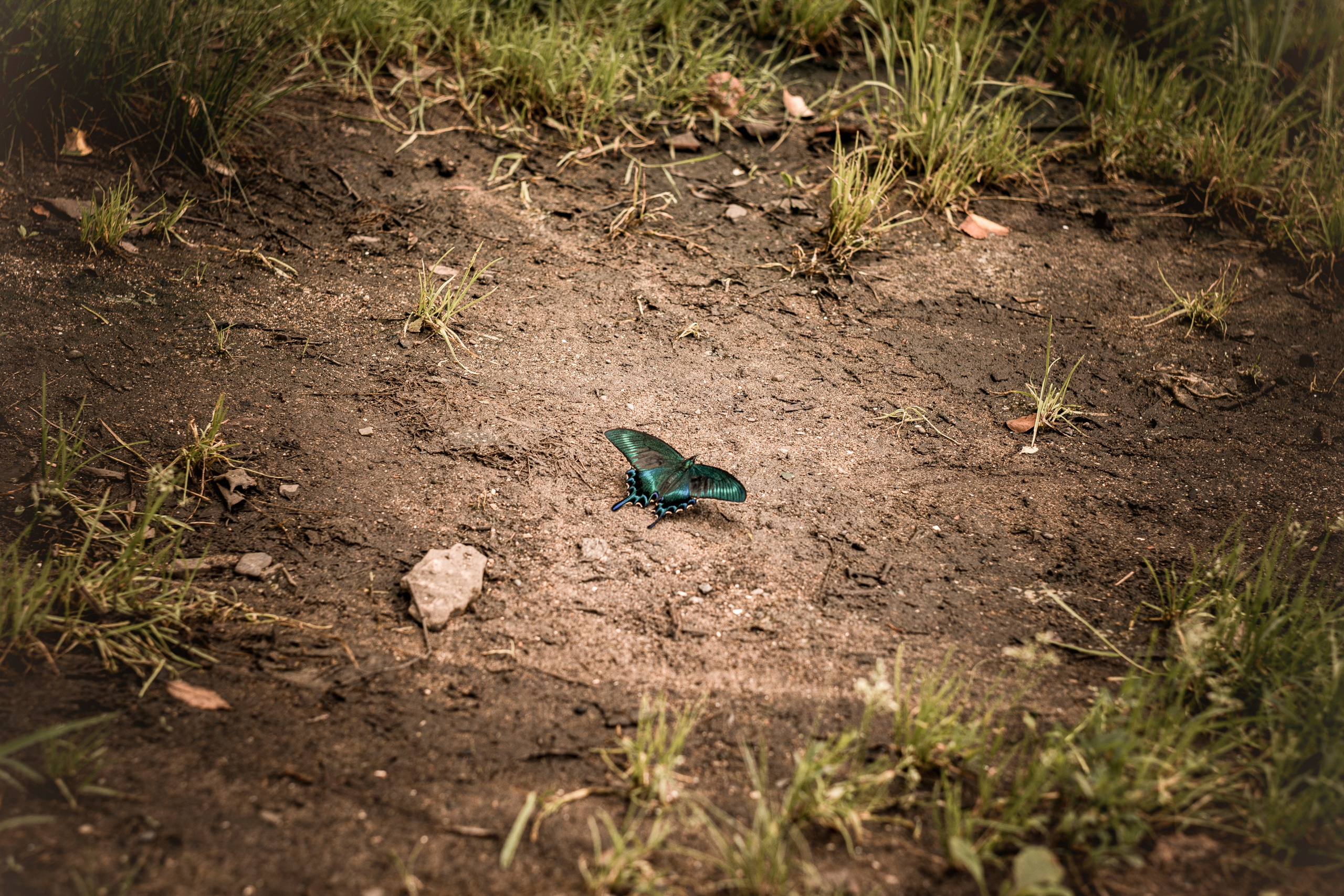 Live is still a garden, don’t say otherwise (2023-2026). Вероника Трубникова — фотохудожница / Veronika Trubnikova — photoartist