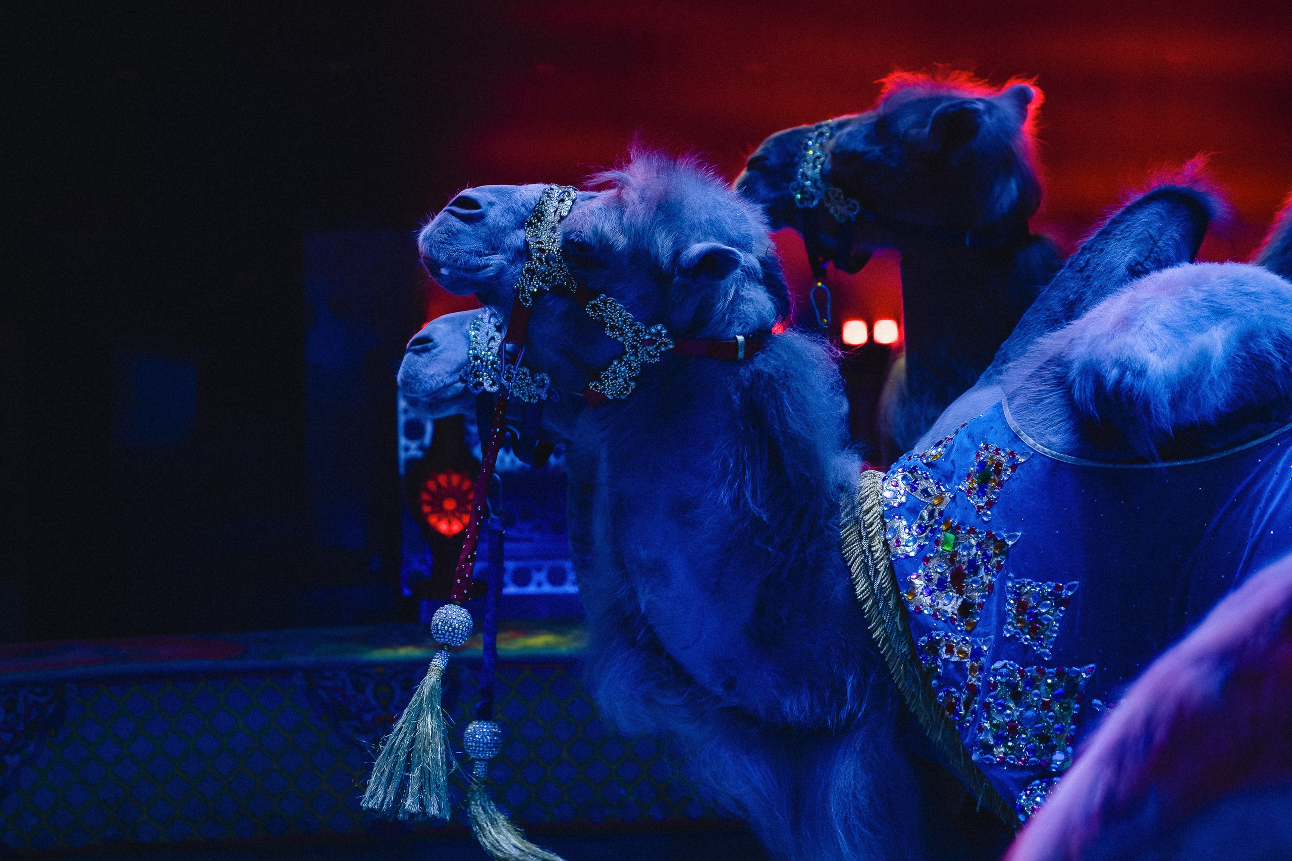 Пресс-показ шоу «Песчаная Сказка». Воробьева Ксения — Спортивный и танцевальный фотограф Новосибирск