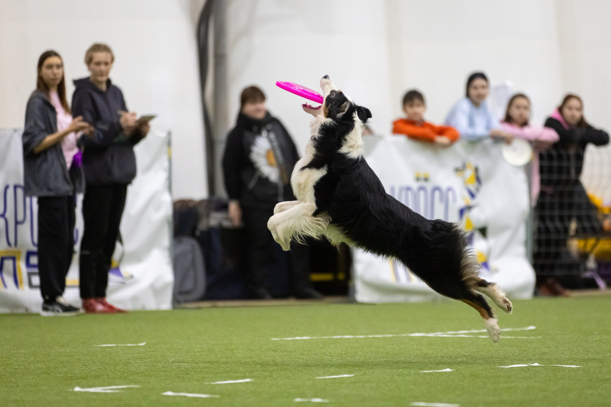 Гелий. BLGKV питомник собак