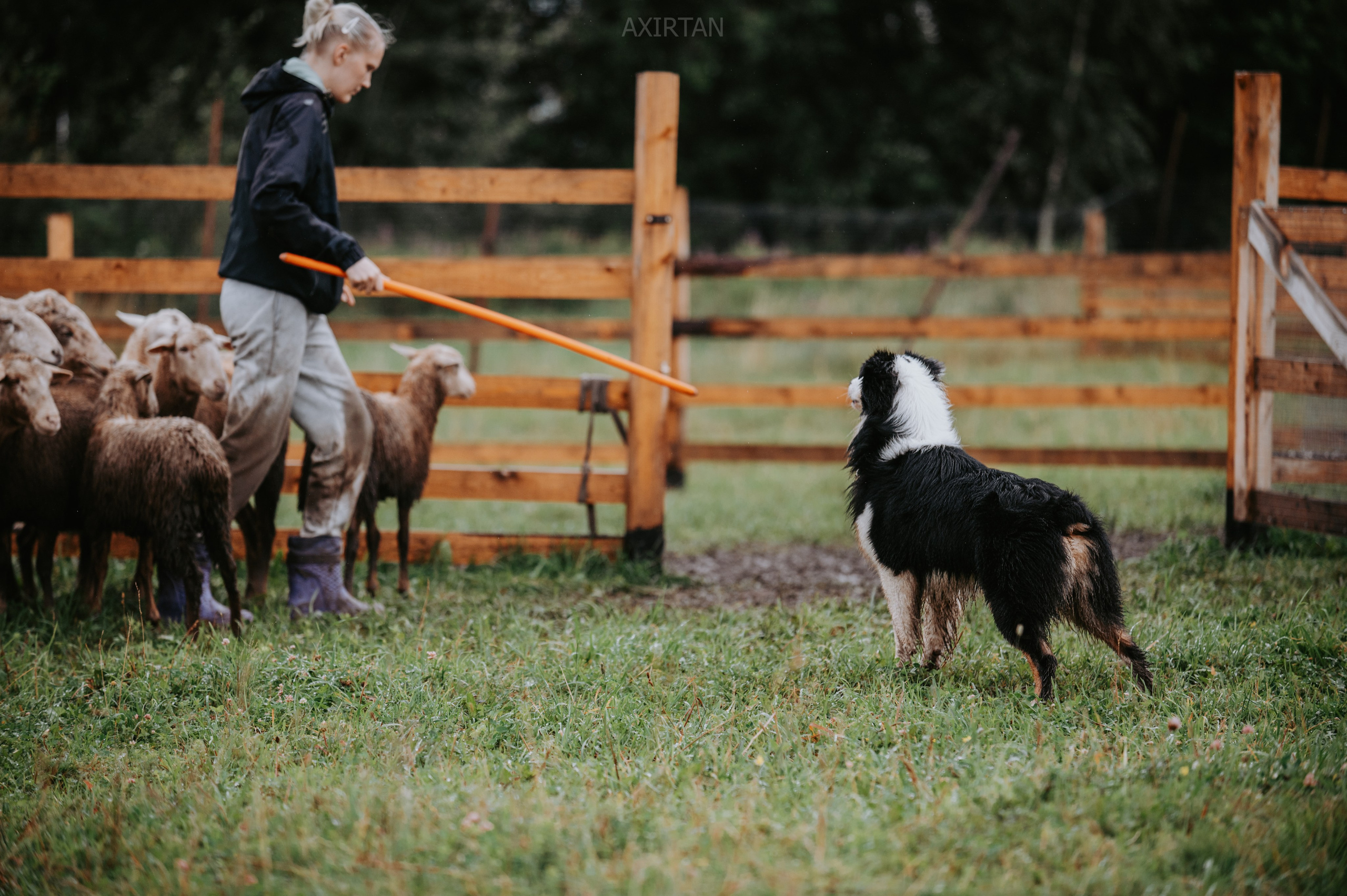 Гелий. BLGKV питомник собак