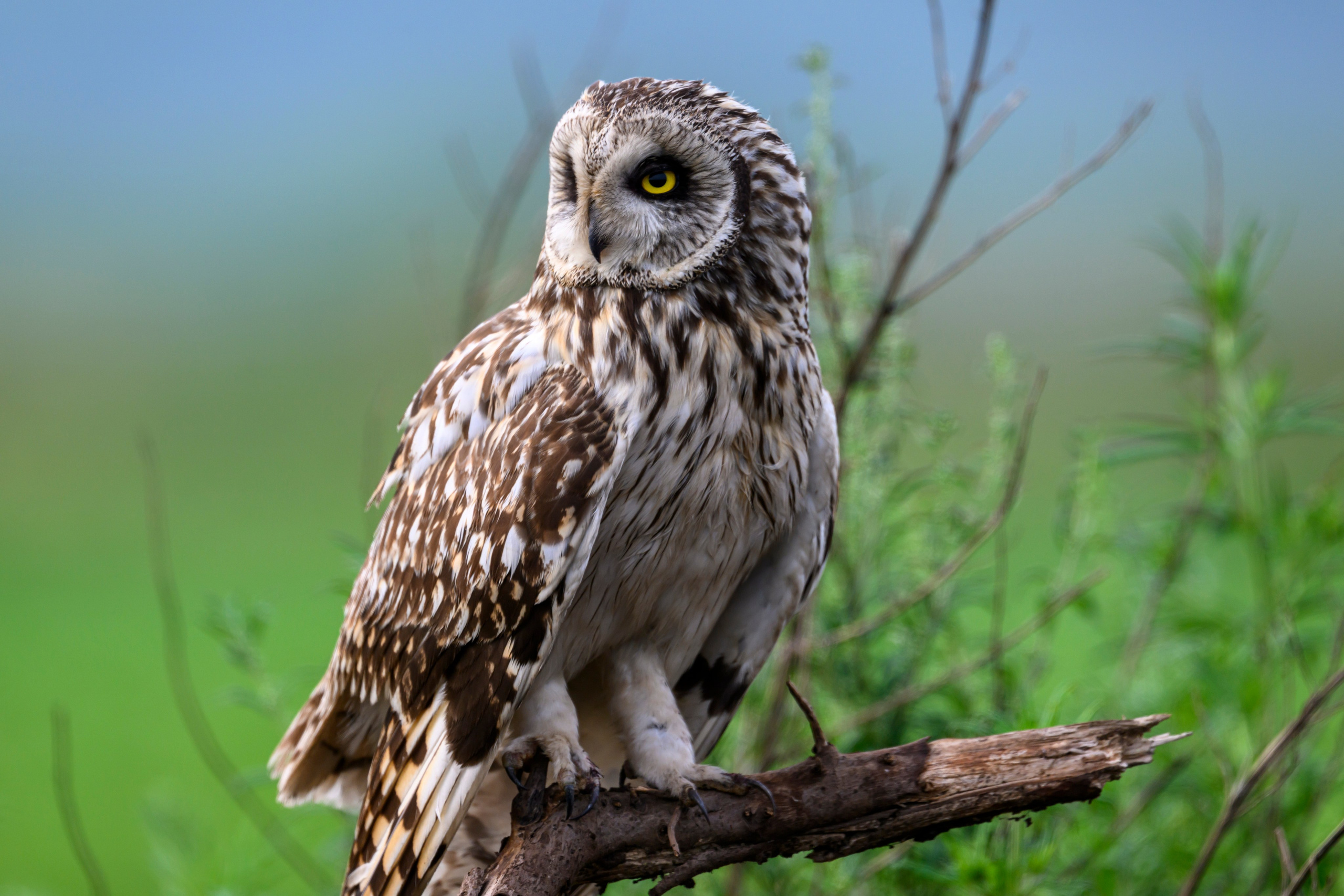 Совята учатся летать. Owlets learn to fly. Фотограф Сергей Пупонин