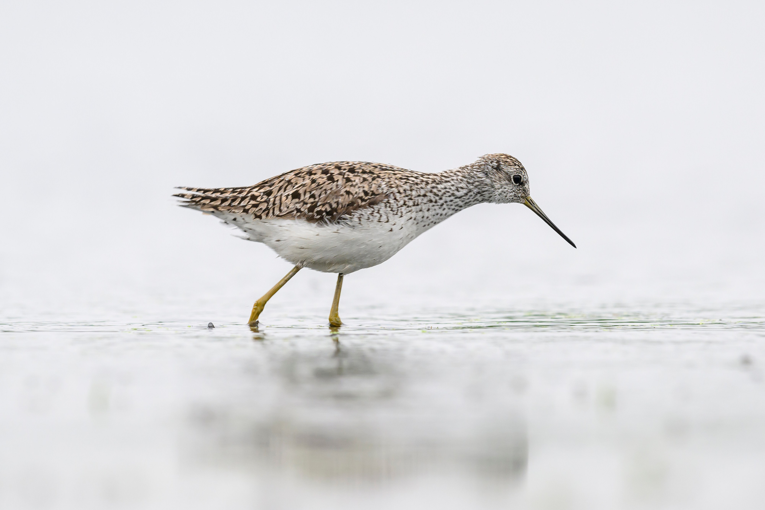 Поручейники и большой веретенник. Wildlife photography by Sergey Puponin