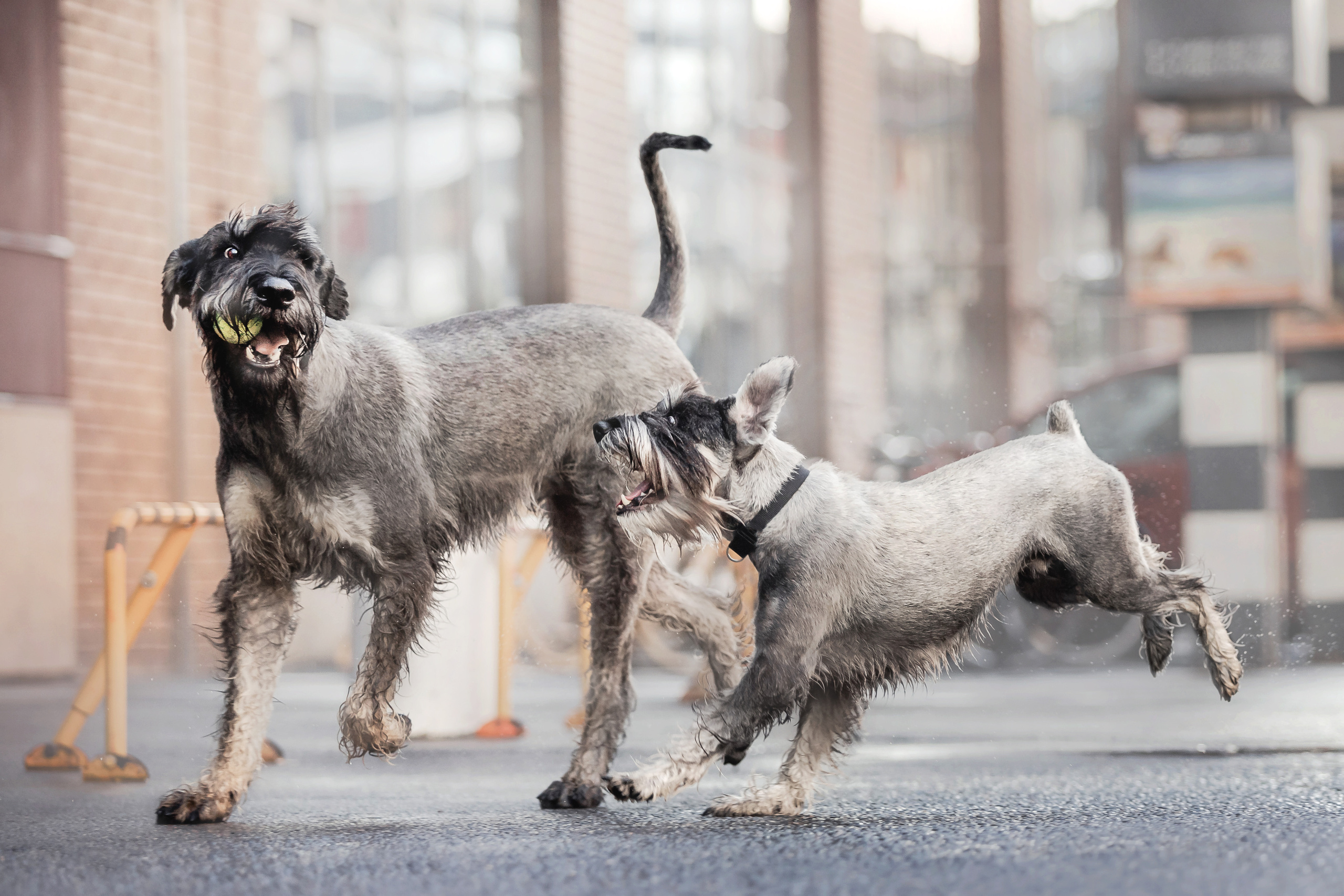 Как фотографировать собак в движении?
