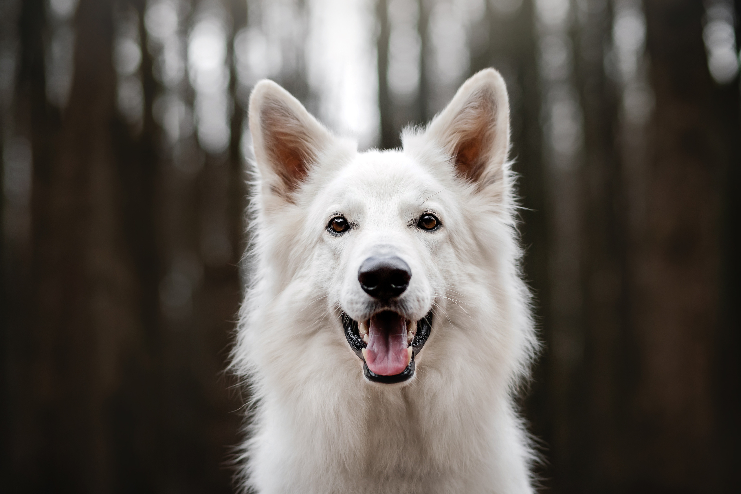 Список пород, которые я фотографировала