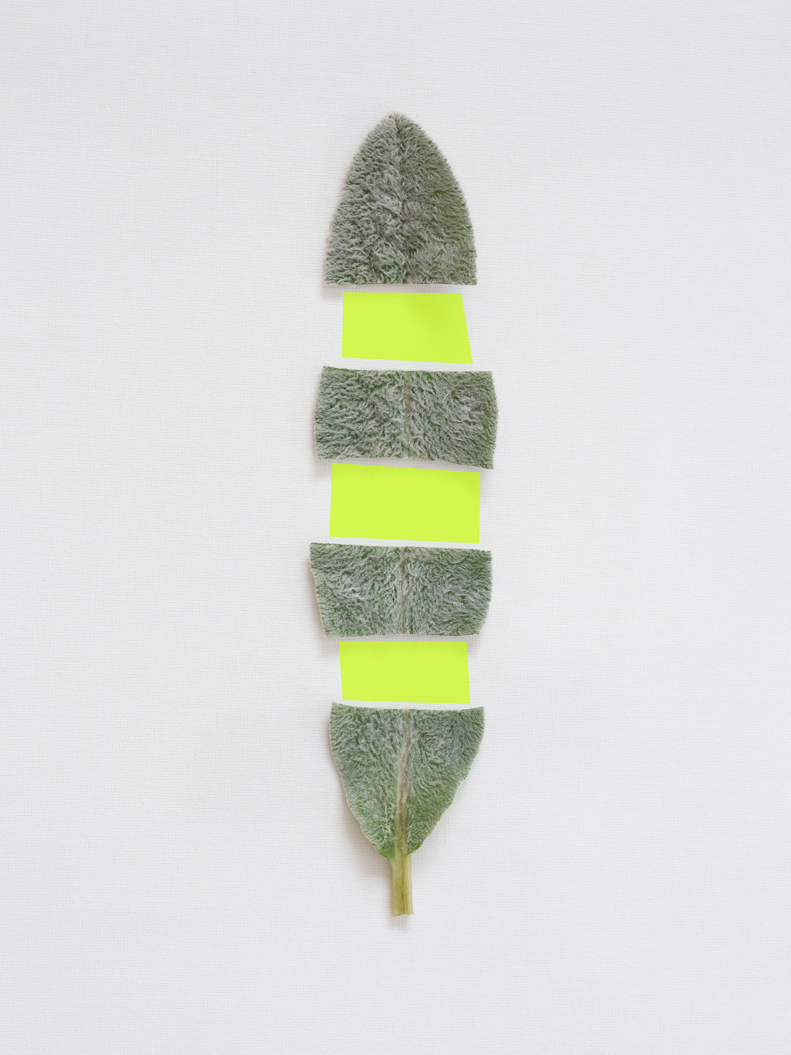 Рецепт #7: Stachys lanata, четырехугольники, RGB color #d3f852