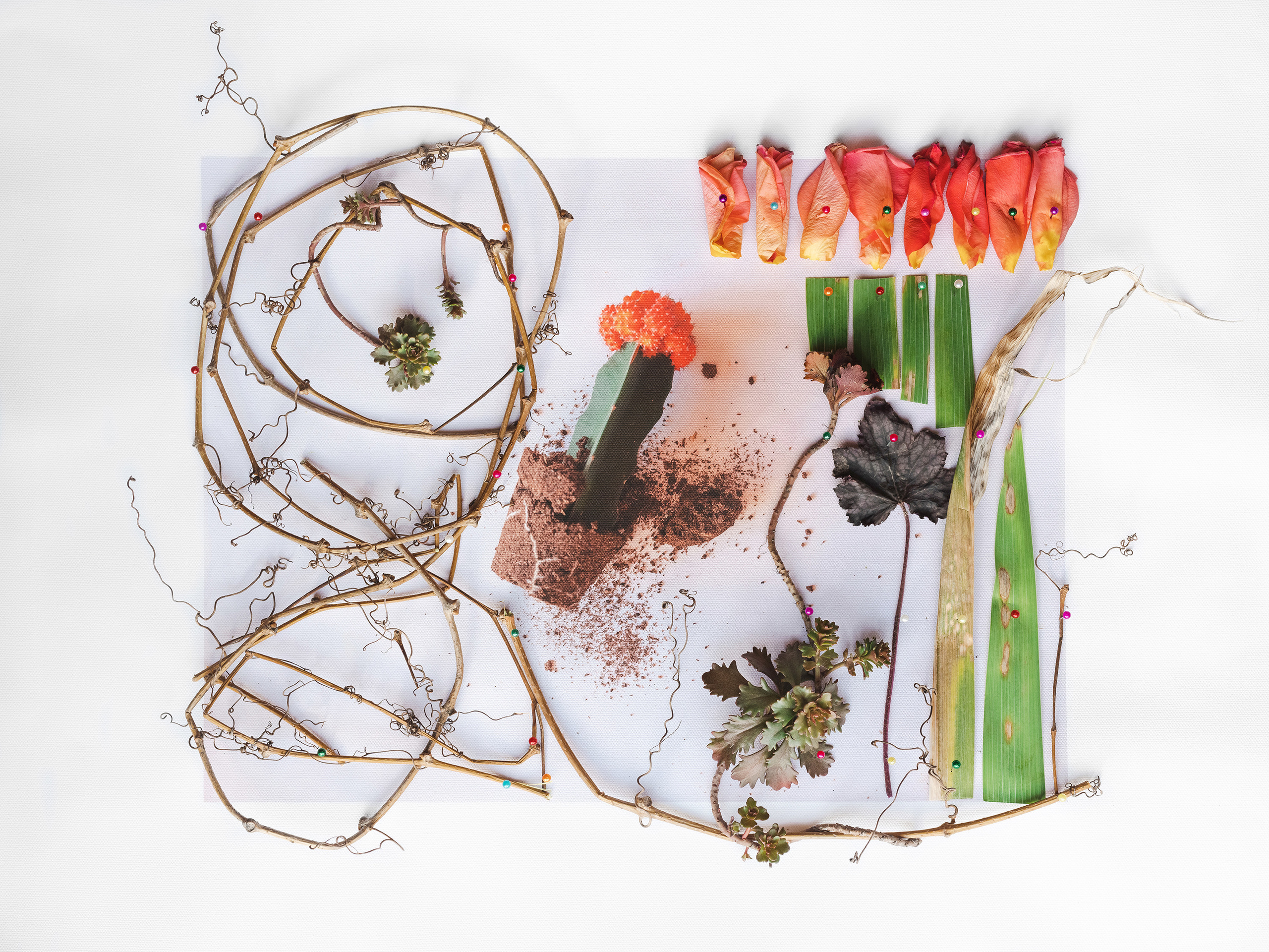 кактус, натюрморт, коллаж, collage