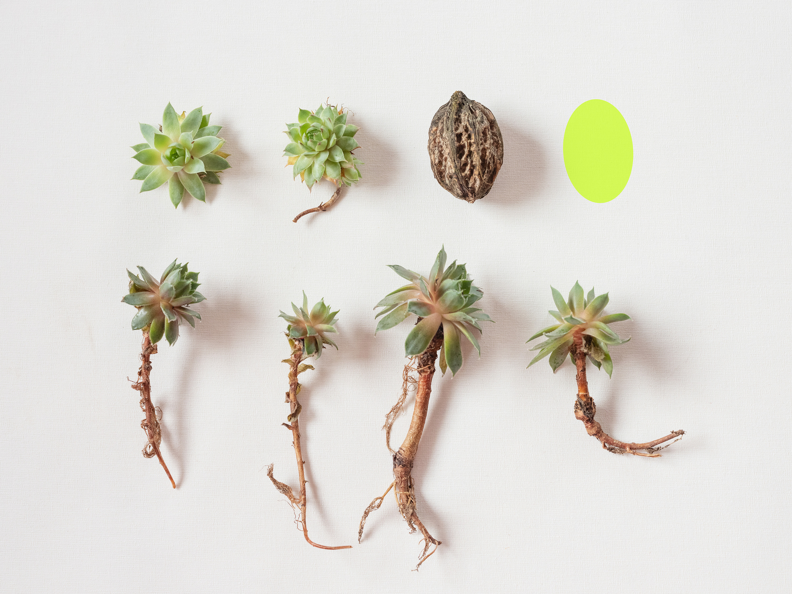 Рецепт #5: Echeveria, овал, RGB цвет #c6ff00