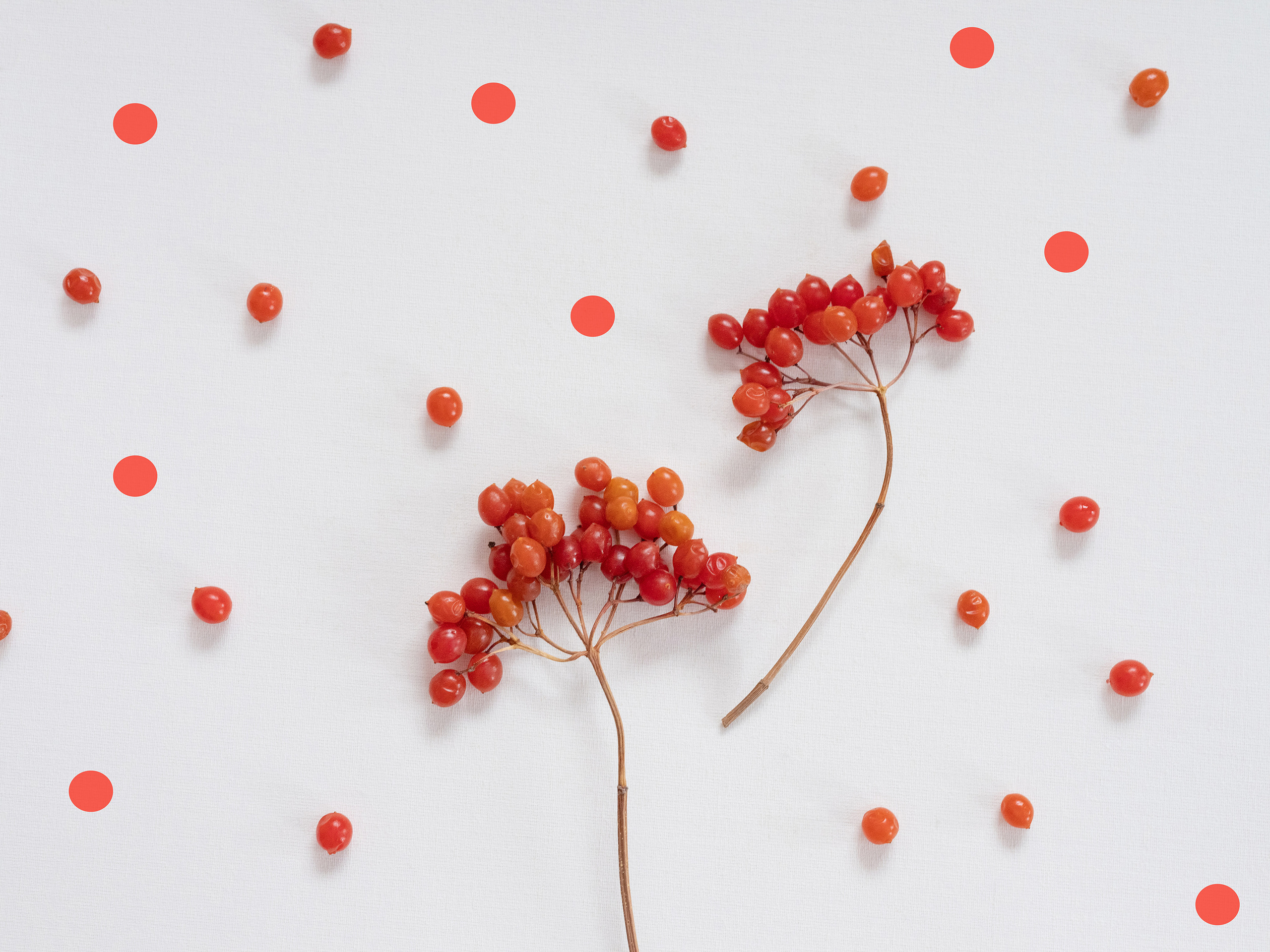 Рецепт #4: Viburnum, круги, RGB цвет #f3574a
