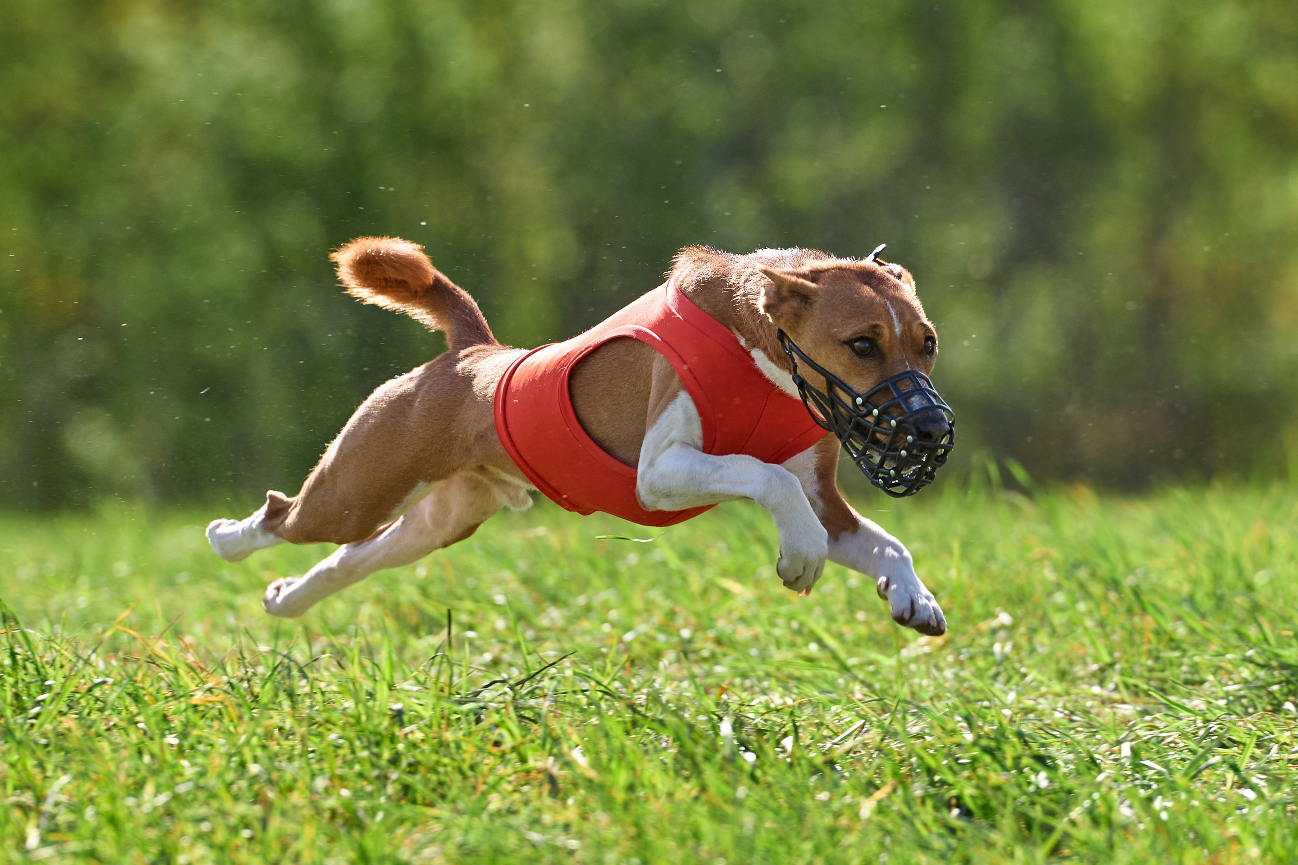 ПЧРКФ по курсингу. Фотограф-анималист Михаил Манухин