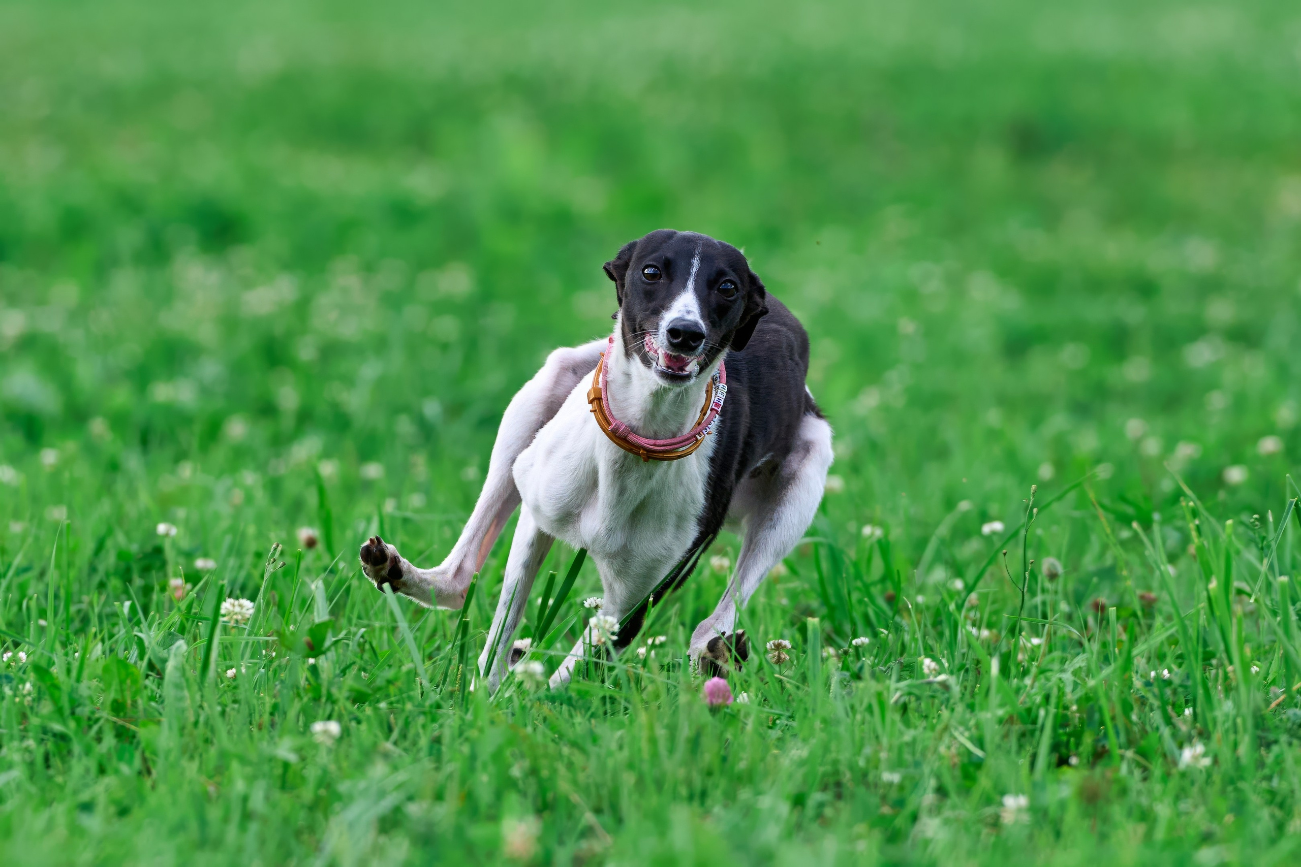Тренировка в Донино. Фотограф-анималист Михаил Манухин
