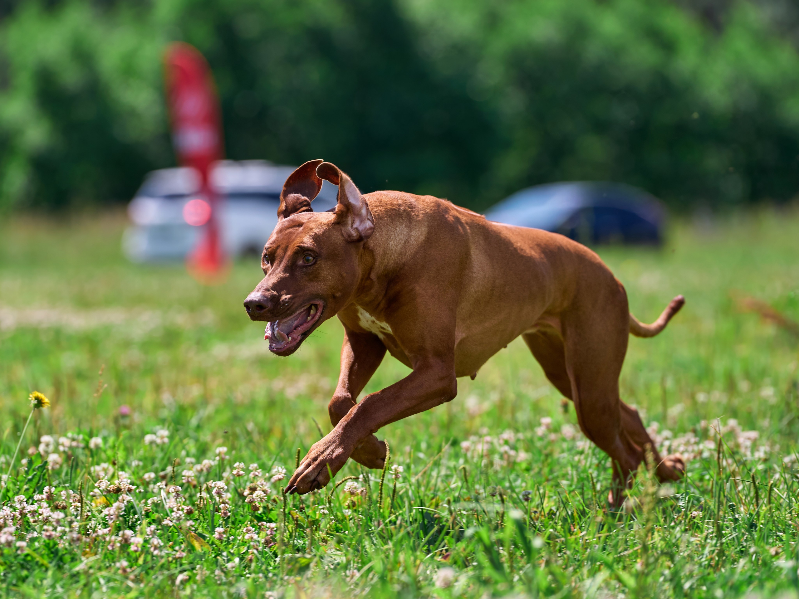 Тренировка по курсингу в Донино. Фотограф-анималист Михаил Манухин