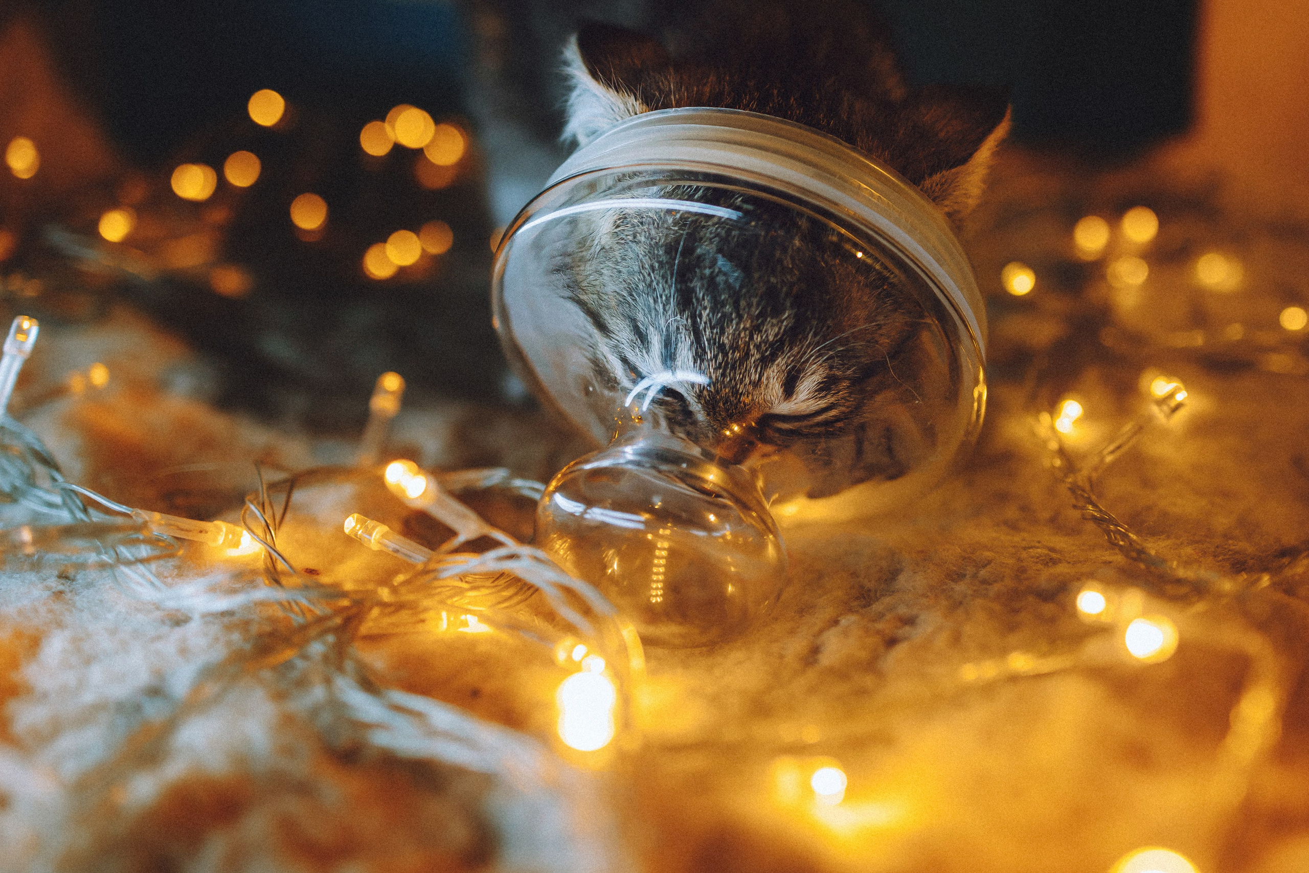 Более 30 идей для фотосессии с котенком