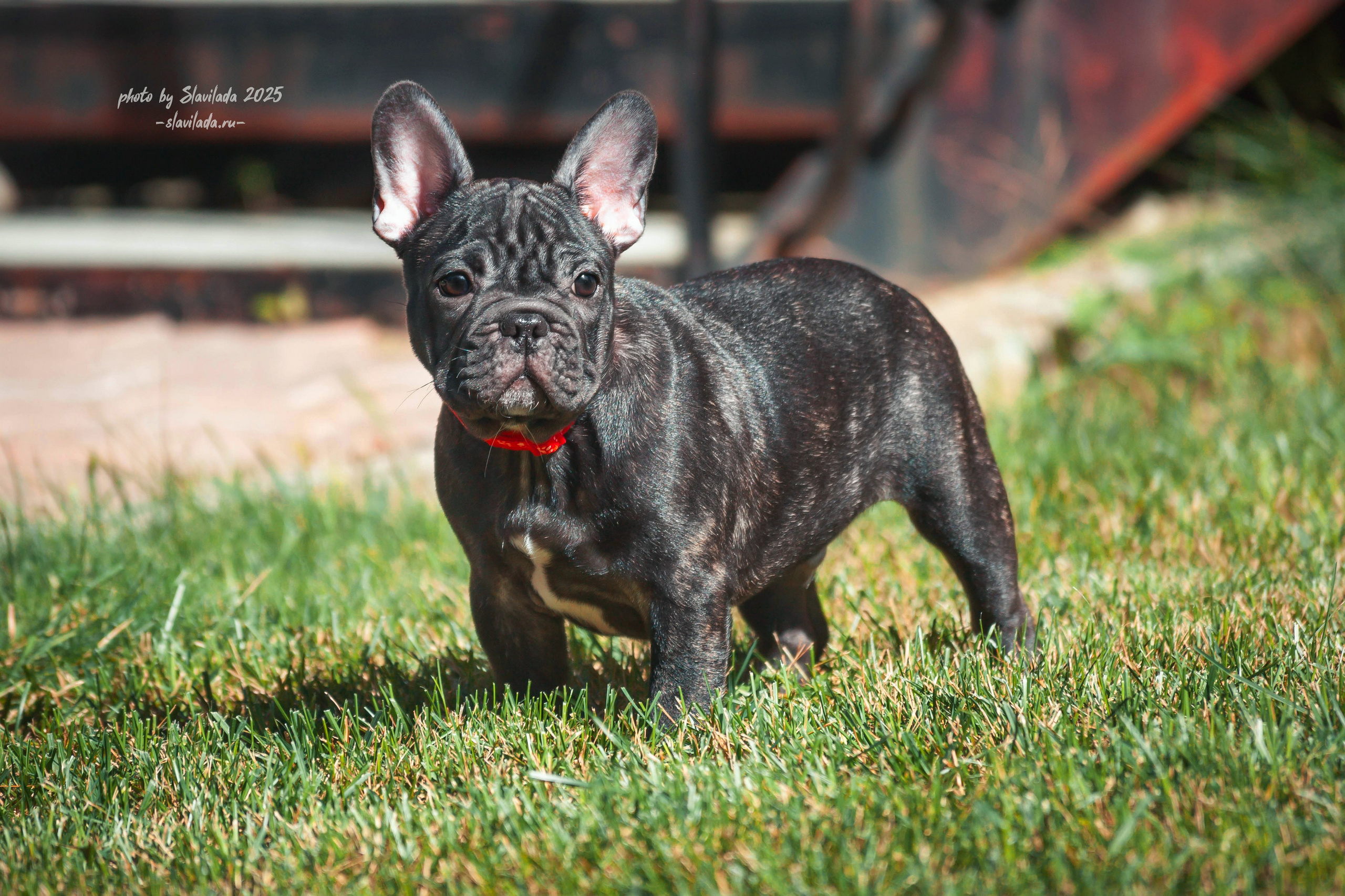 Маленькие победители розыгрыша. Slavilada-Лапки. Свет. Любовь… Профессиональная фотосессия питомцев Для памяти, пристройства и продажи. Хабаровск