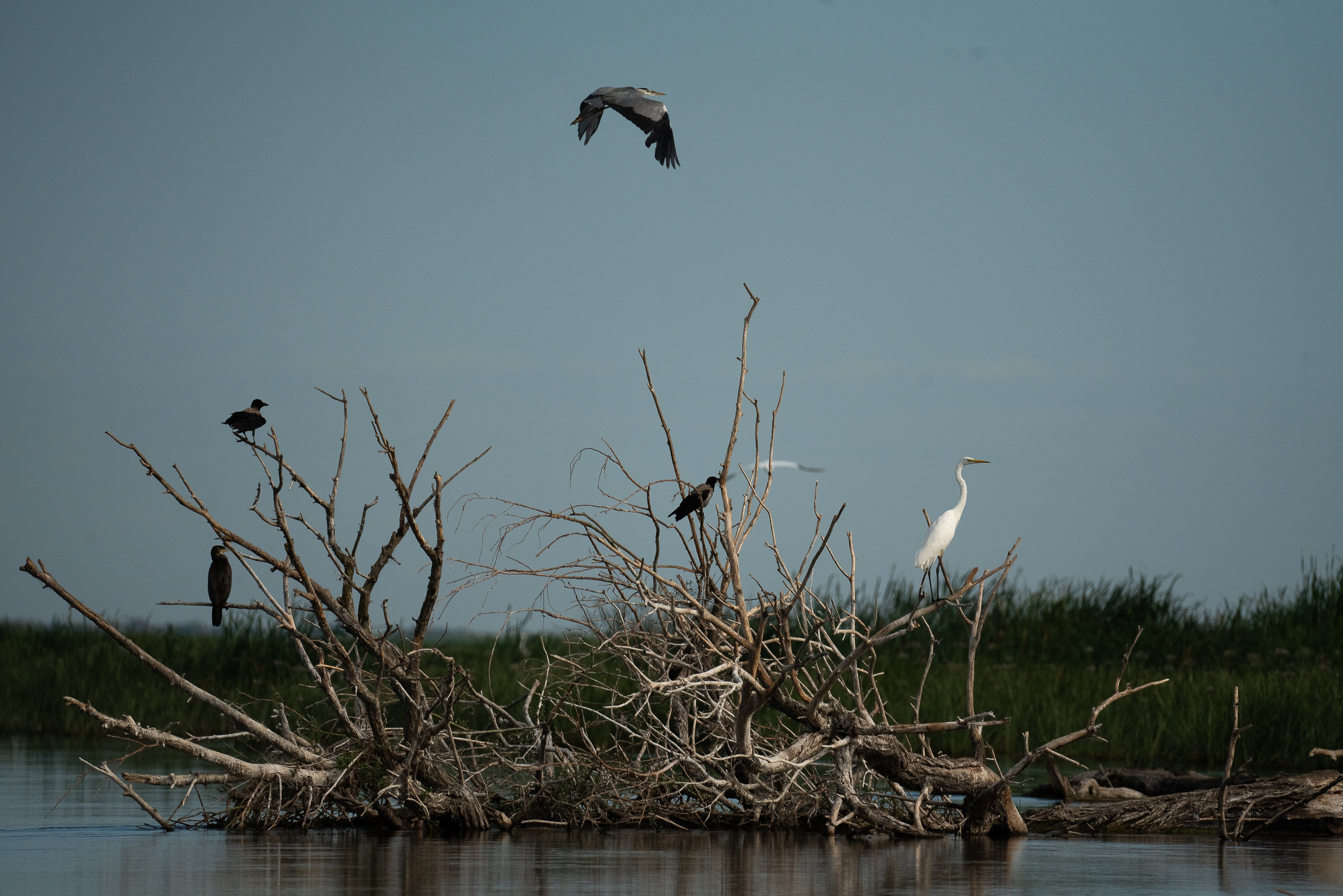 Золотые лотосы