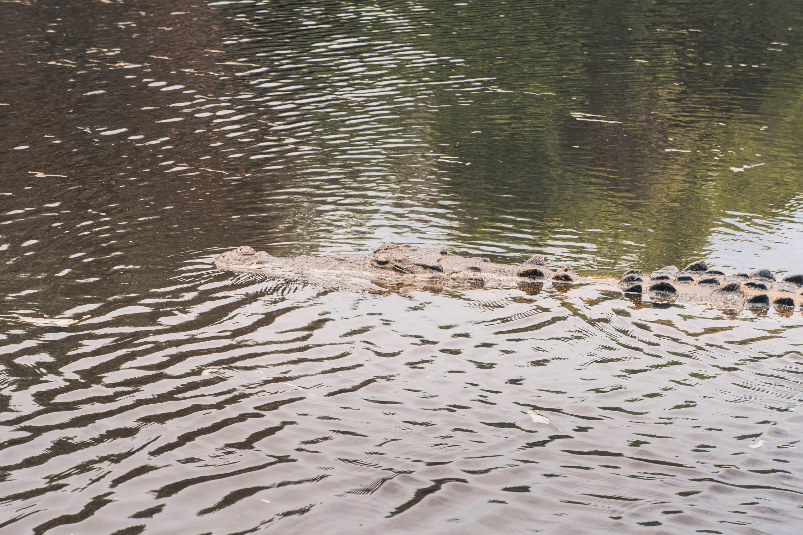 Crocos’ Paradise. CDMX Photography | Alex Klenin| Portrait & Event Photographer