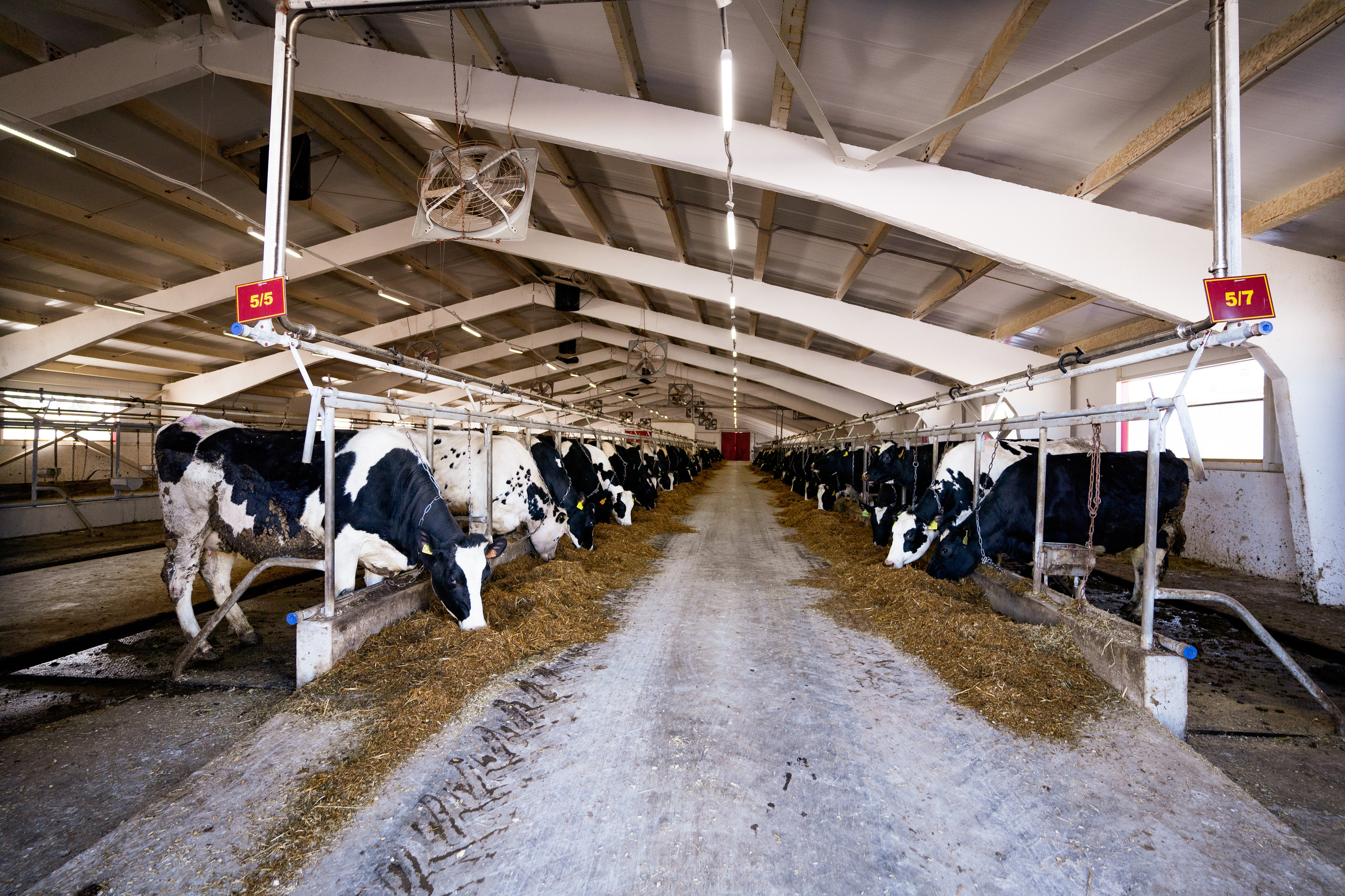 Фотосессия на молочной ферме «Белгранкорм» (г. Великий Новгород, 2022