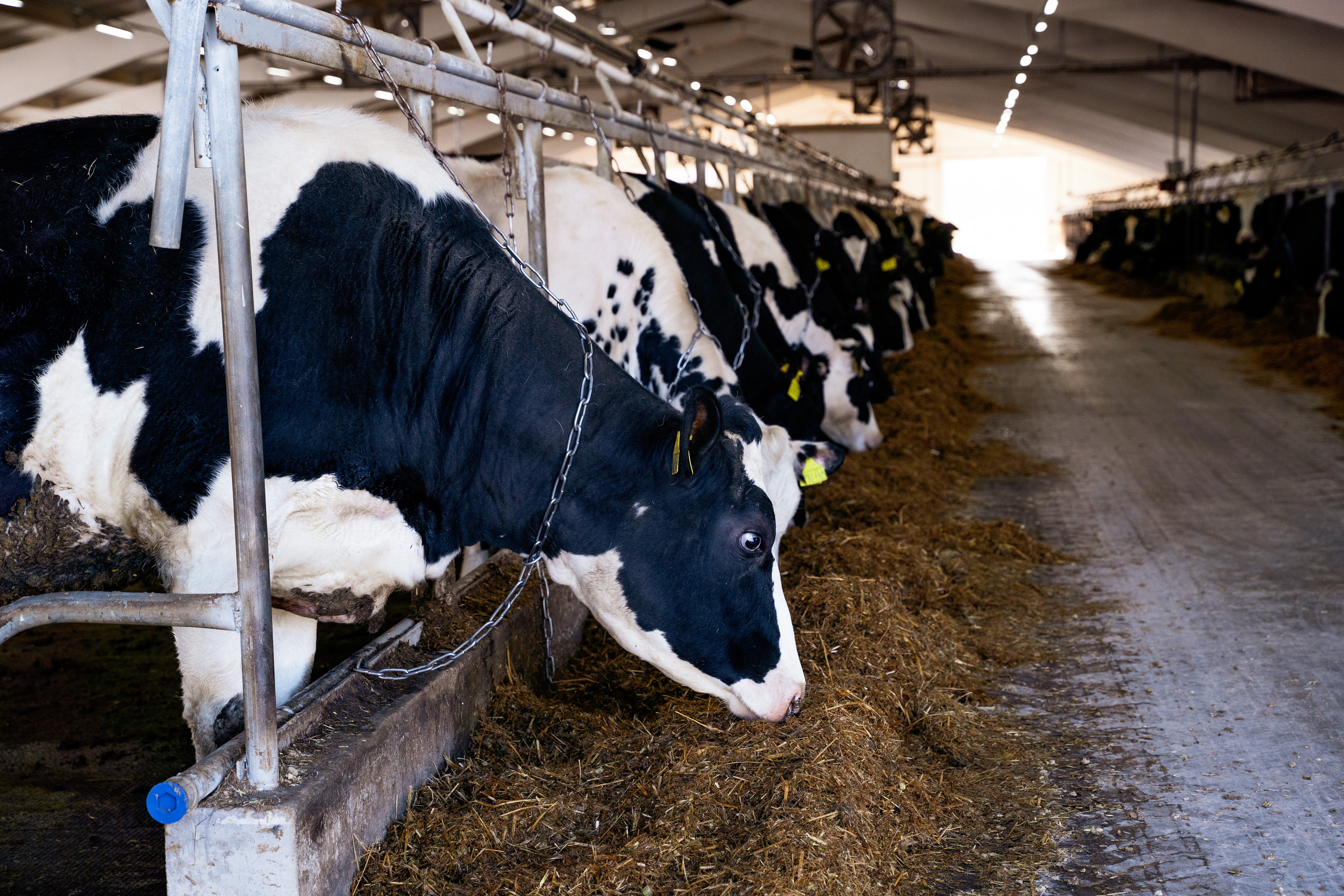 Фотосессия на молочной ферме «Белгранкорм» (г. Великий Новгород, 2022