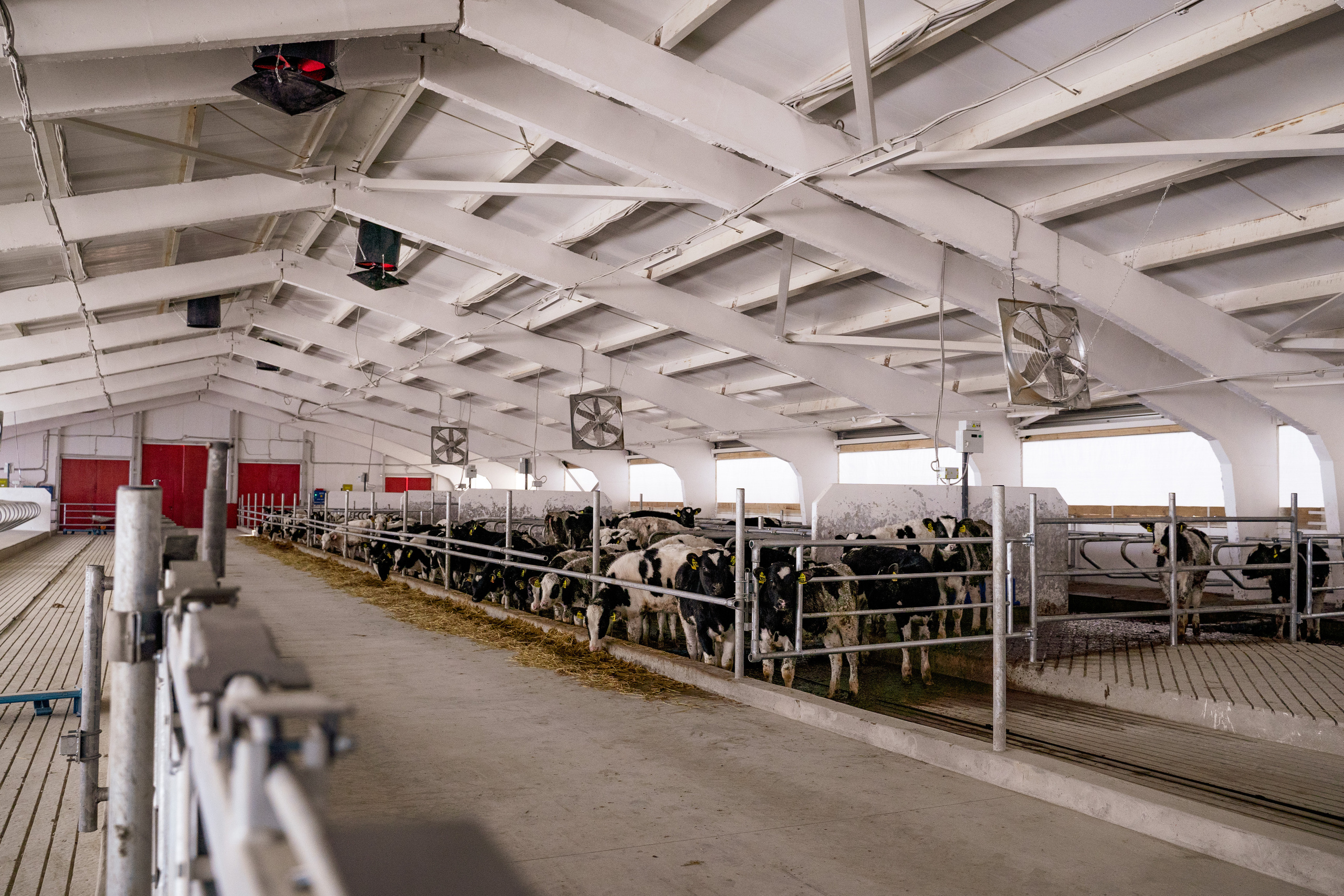 Фотосессия на молочной ферме «Белгранкорм» (г. Великий Новгород, 2022