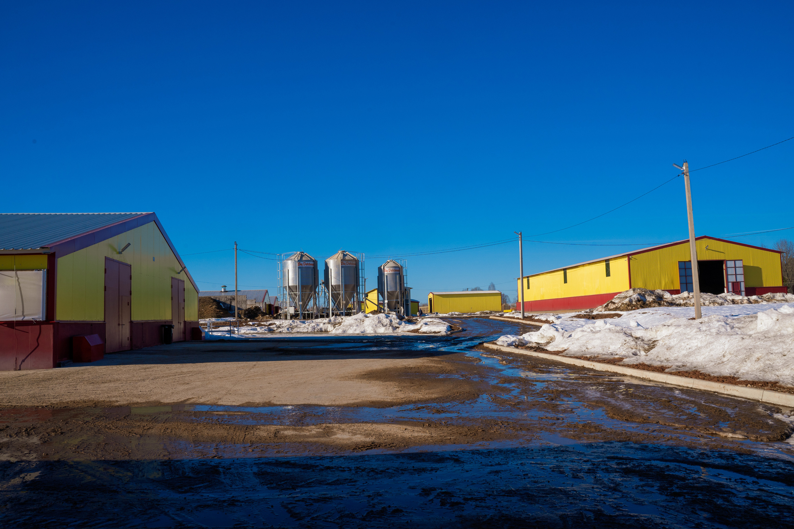 Фотосессия на молочной ферме «Белгранкорм» (г. Великий Новгород, 2022
