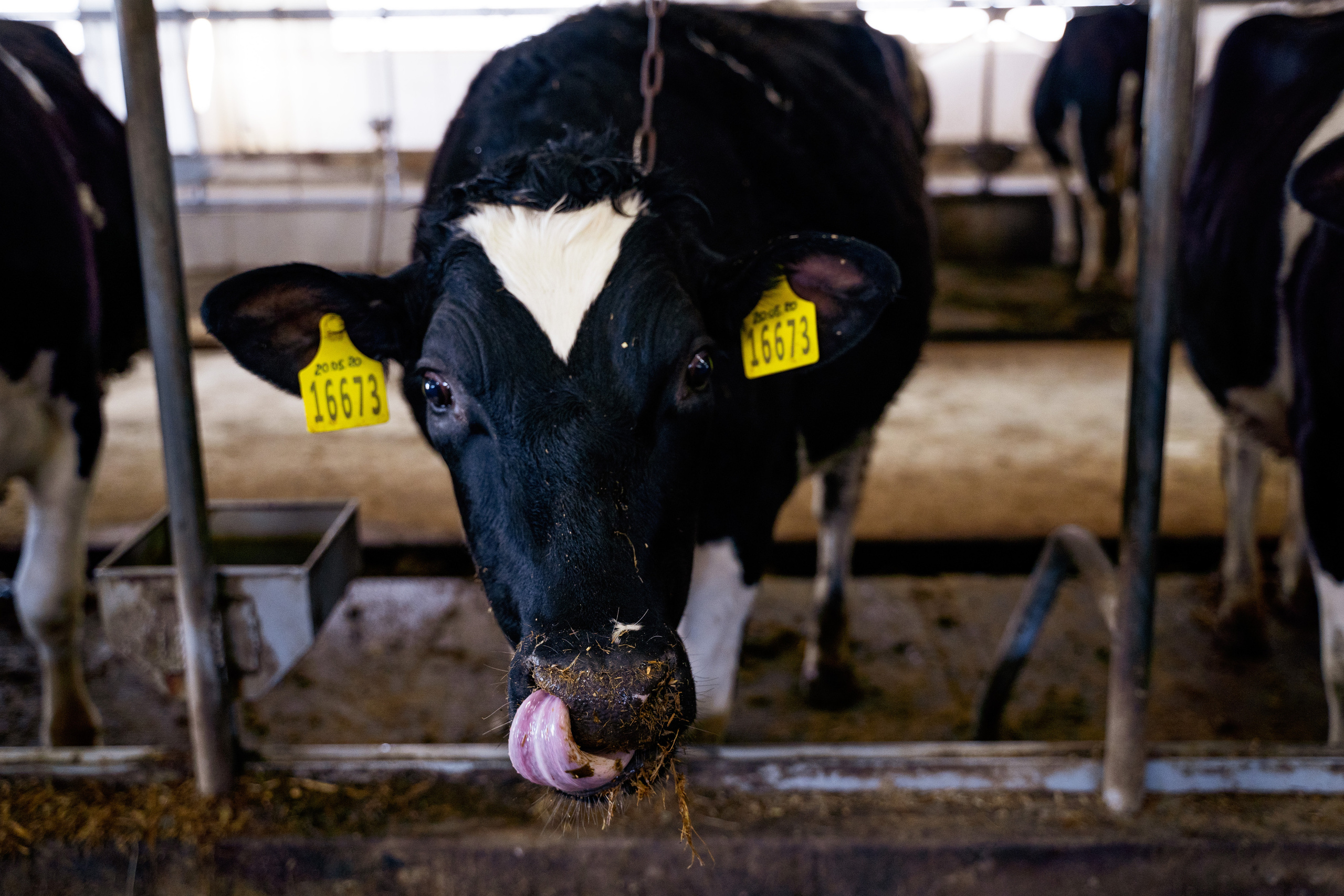 Фотосессия на молочной ферме «Белгранкорм» (г. Великий Новгород, 2022