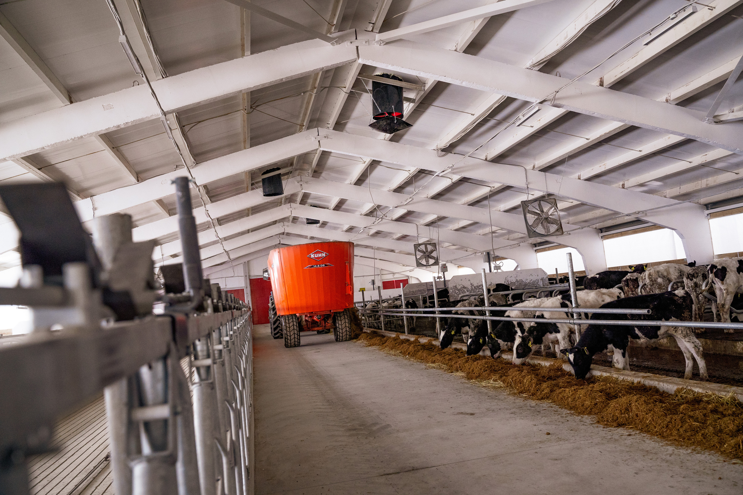 Фотосессия на молочной ферме «Белгранкорм» (г. Великий Новгород, 2022