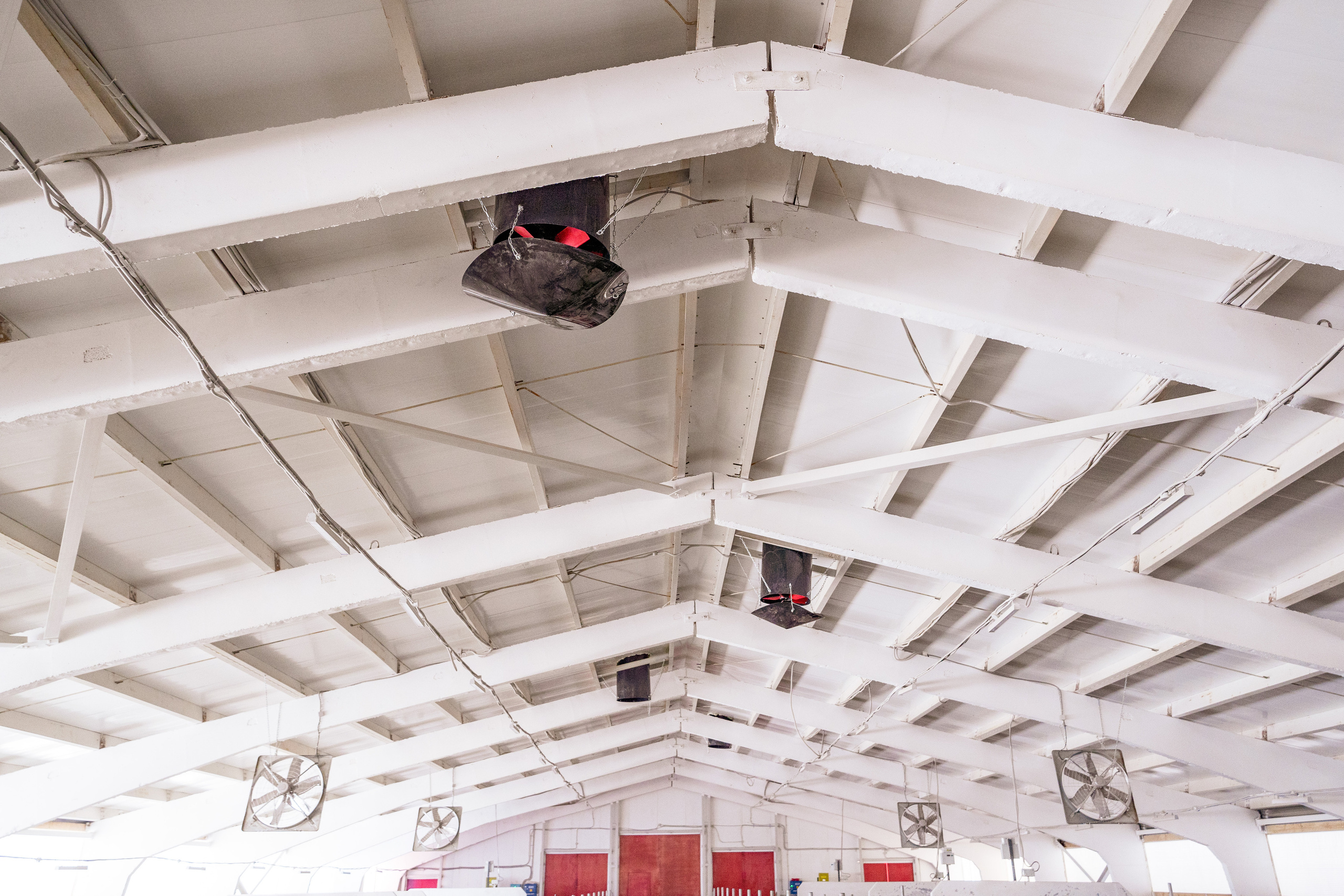 Фотосессия на молочной ферме «Белгранкорм» (г. Великий Новгород, 2022