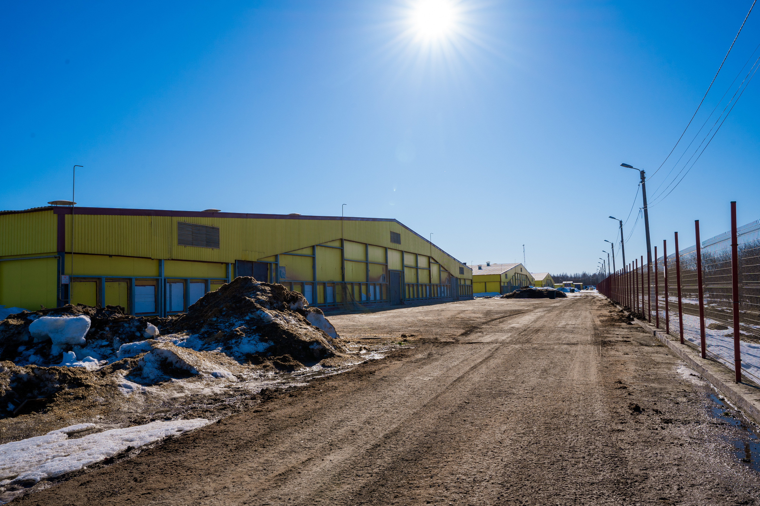 Фотосессия на молочной ферме «Белгранкорм» (г. Великий Новгород, 2022