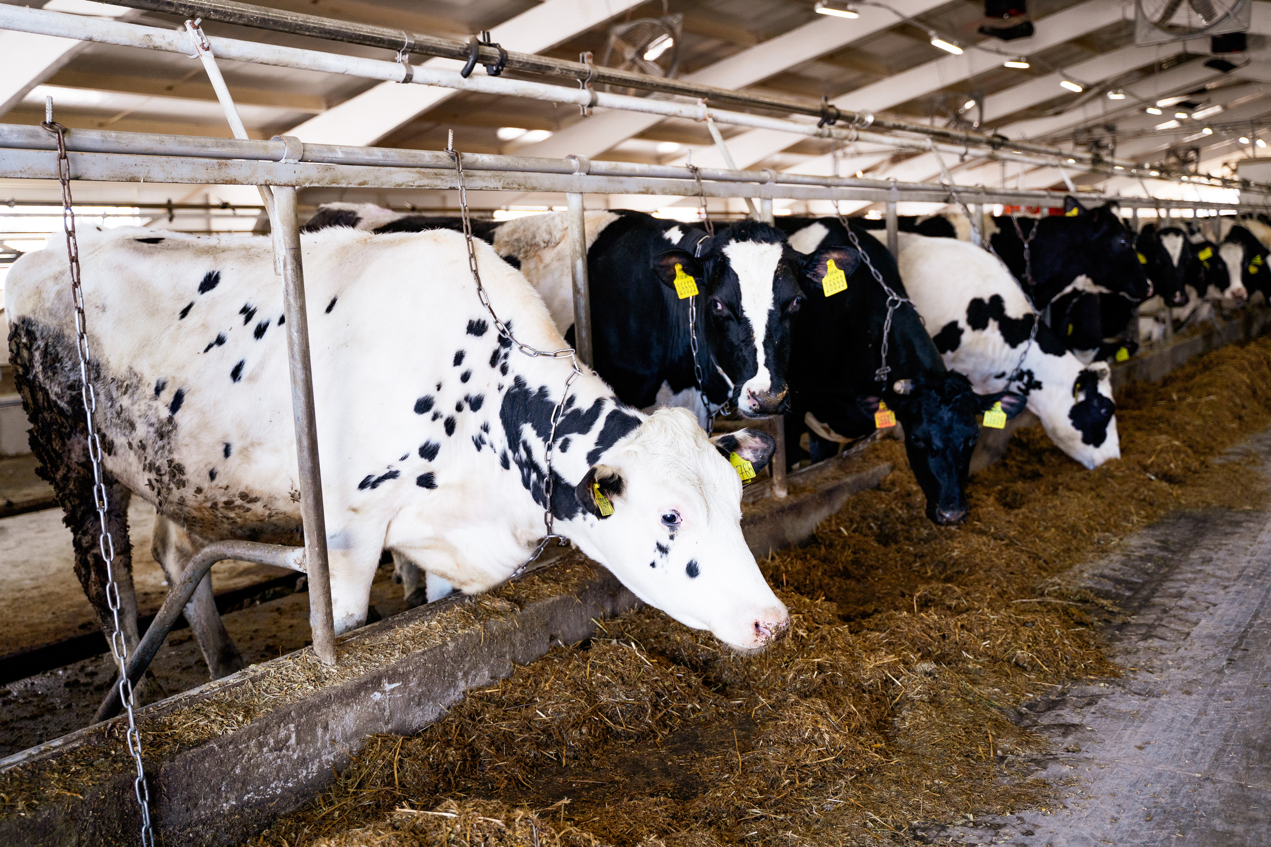 Фотосессия на молочной ферме «Белгранкорм» (г. Великий Новгород, 2022