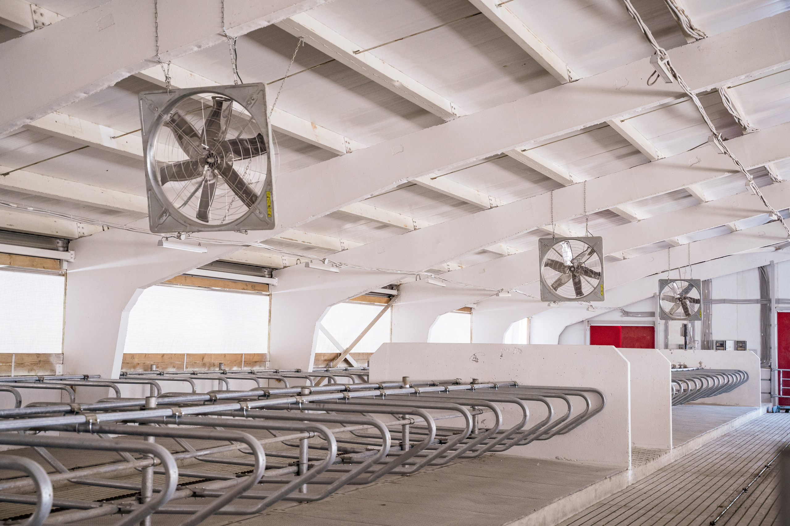 Фотосессия на молочной ферме «Белгранкорм» (г. Великий Новгород, 2022