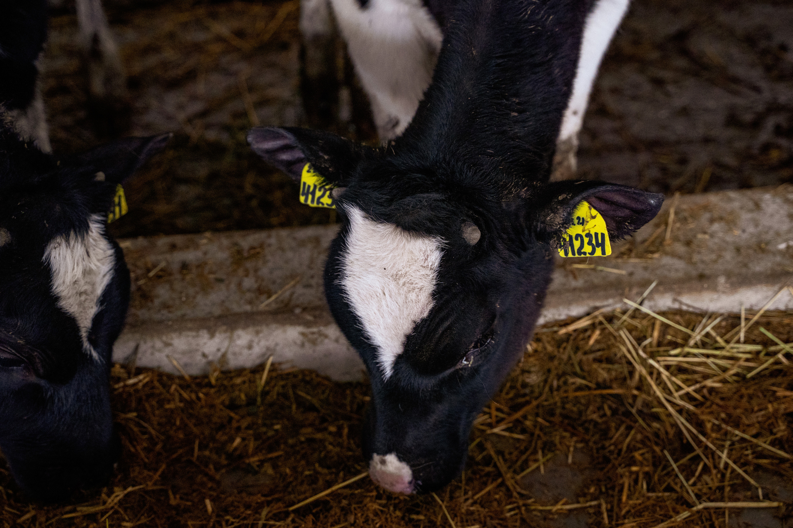 Фотосессия на молочной ферме «Белгранкорм» (г. Великий Новгород, 2022