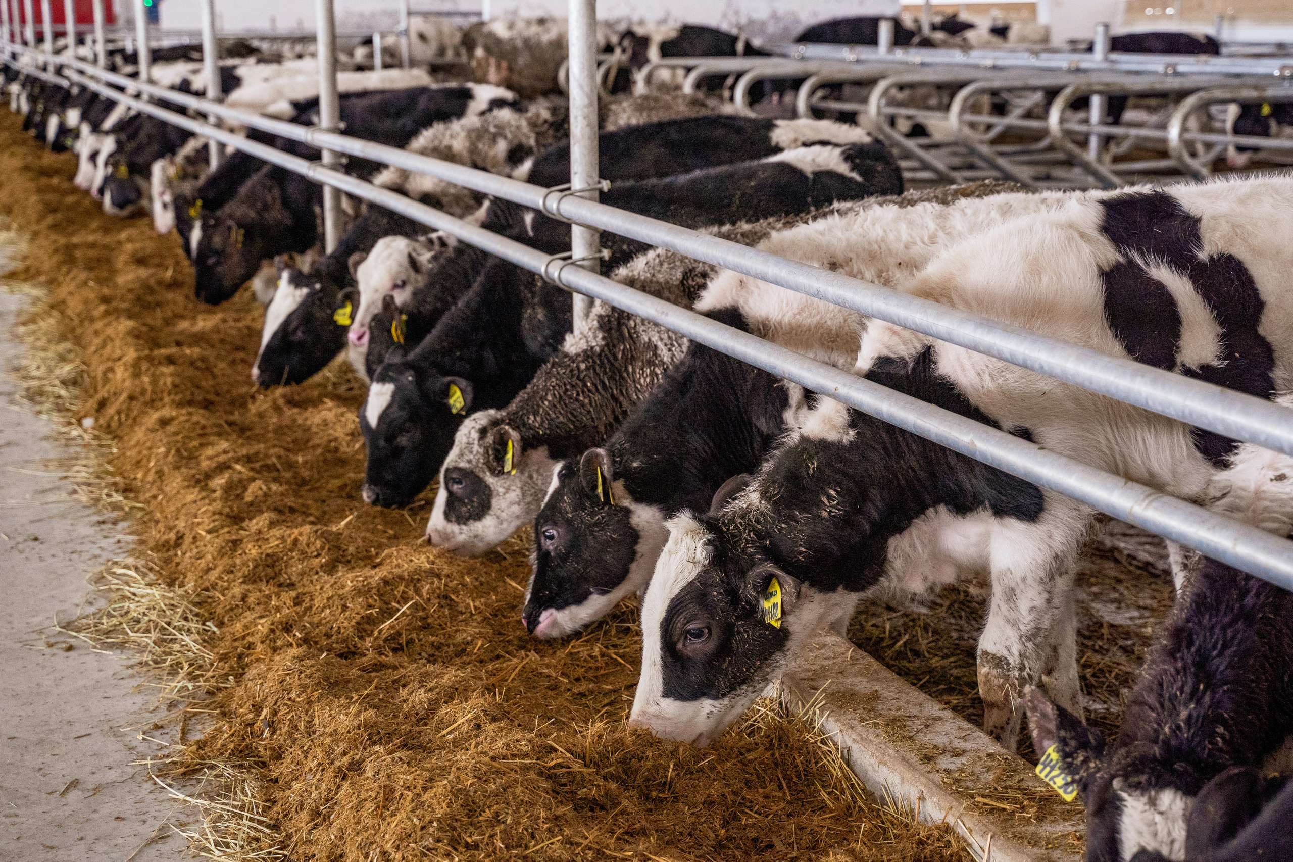 Фотосессия на молочной ферме «Белгранкорм» (г. Великий Новгород, 2022