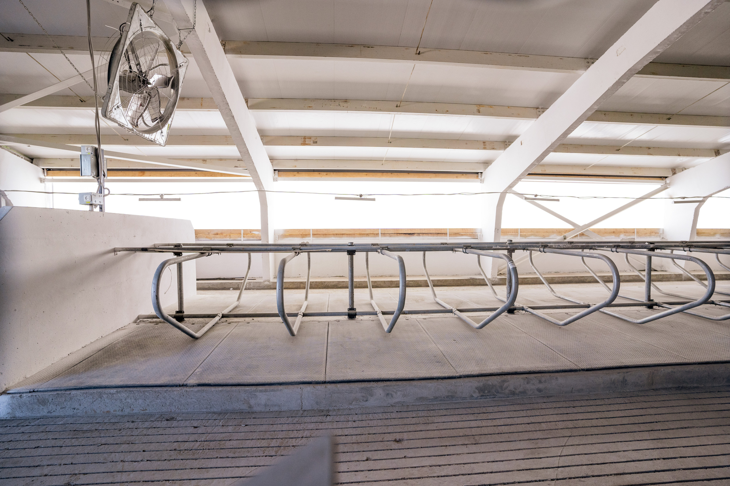 Фотосессия на молочной ферме «Белгранкорм» (г. Великий Новгород, 2022