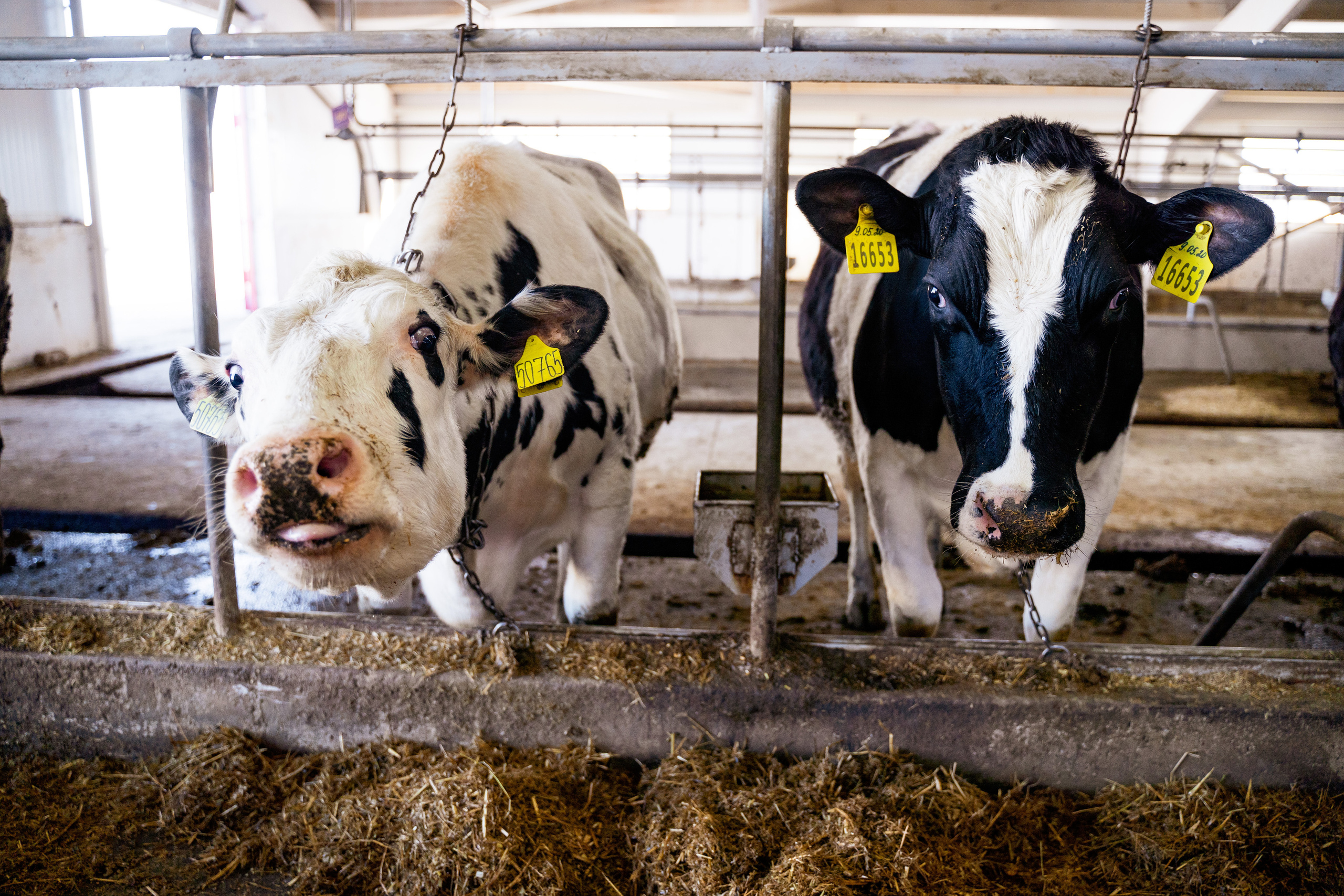 Фотосессия на молочной ферме «Белгранкорм» (г. Великий Новгород, 2022