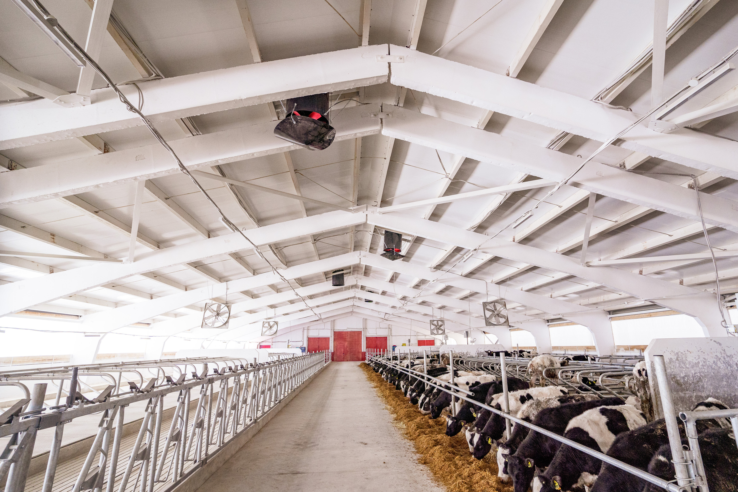 Фотосессия на молочной ферме «Белгранкорм» (г. Великий Новгород, 2022