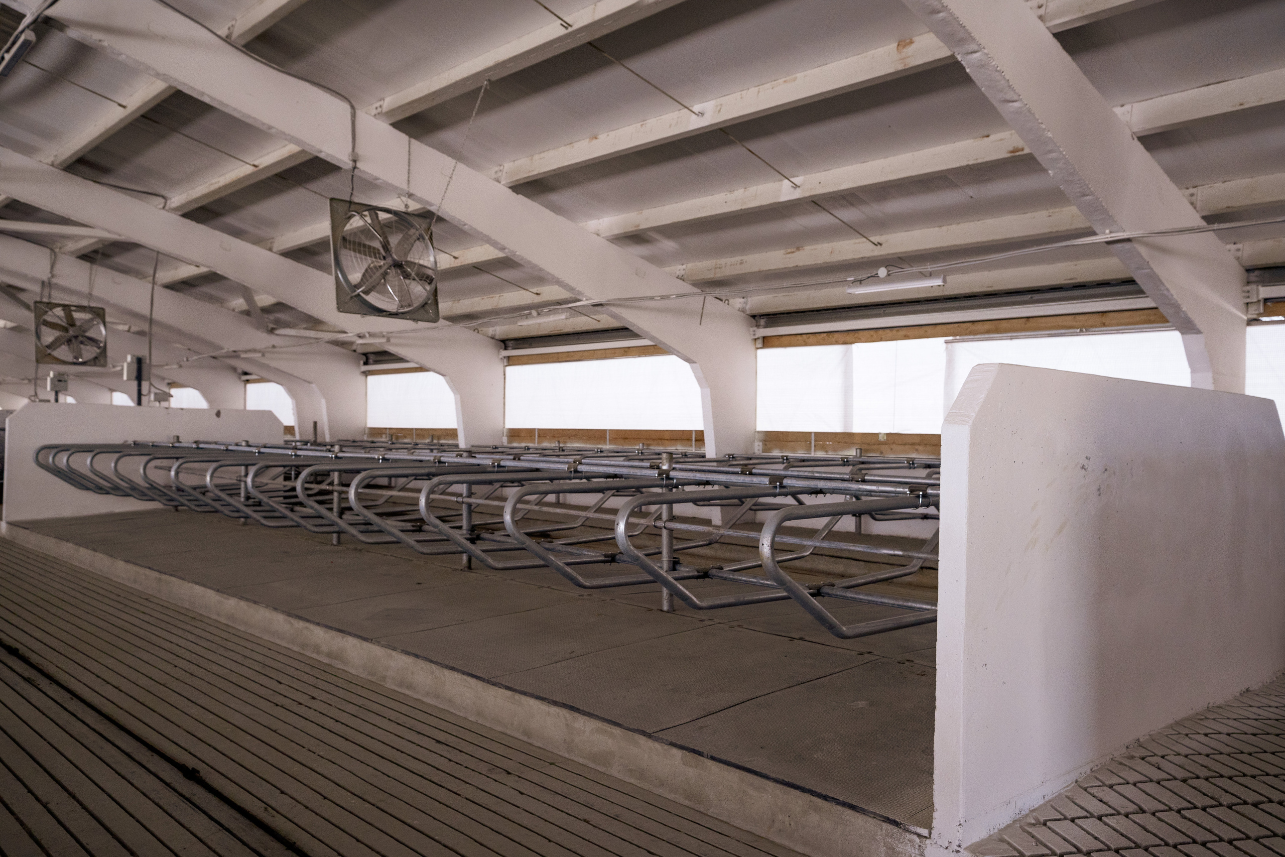 Фотосессия на молочной ферме «Белгранкорм» (г. Великий Новгород, 2022