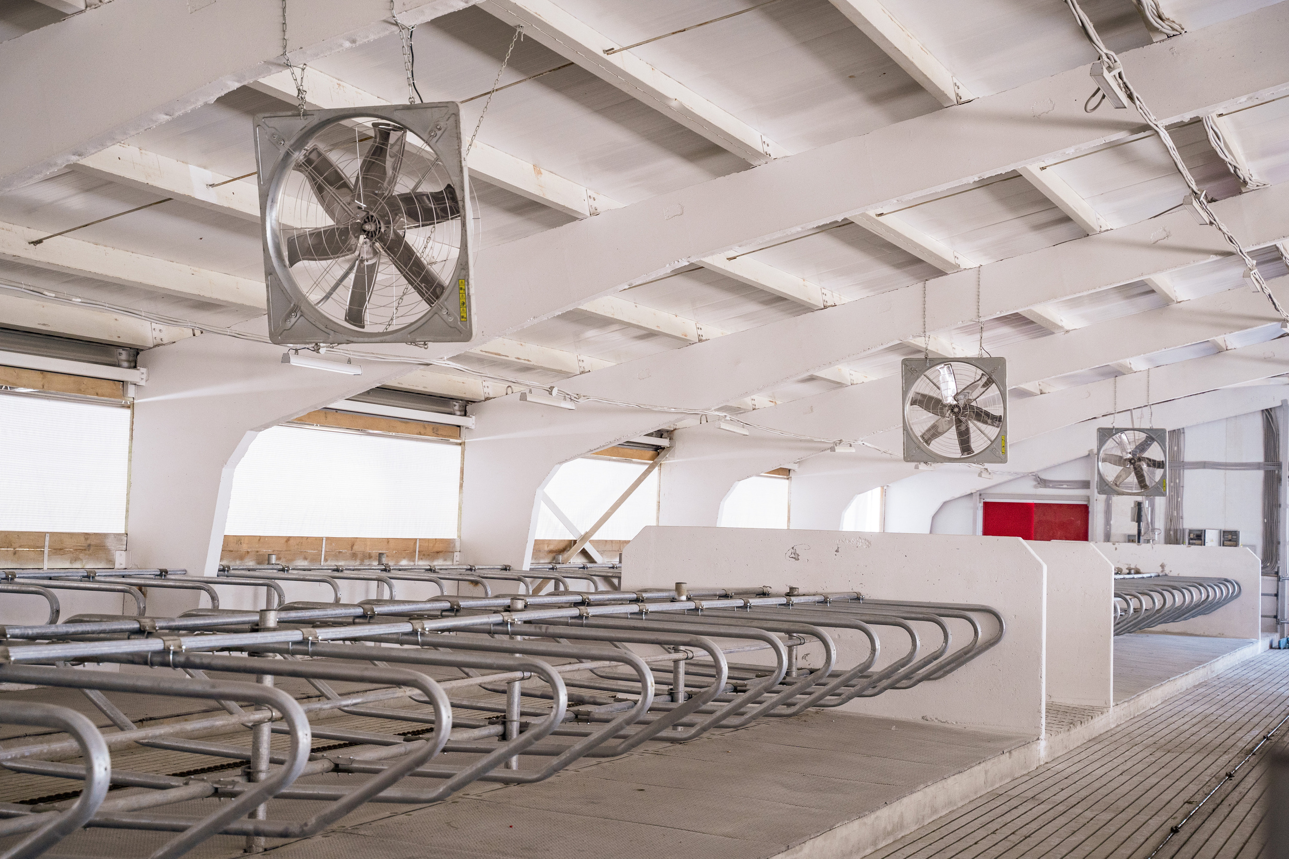 Фотосессия на молочной ферме «Белгранкорм» (г. Великий Новгород, 2022